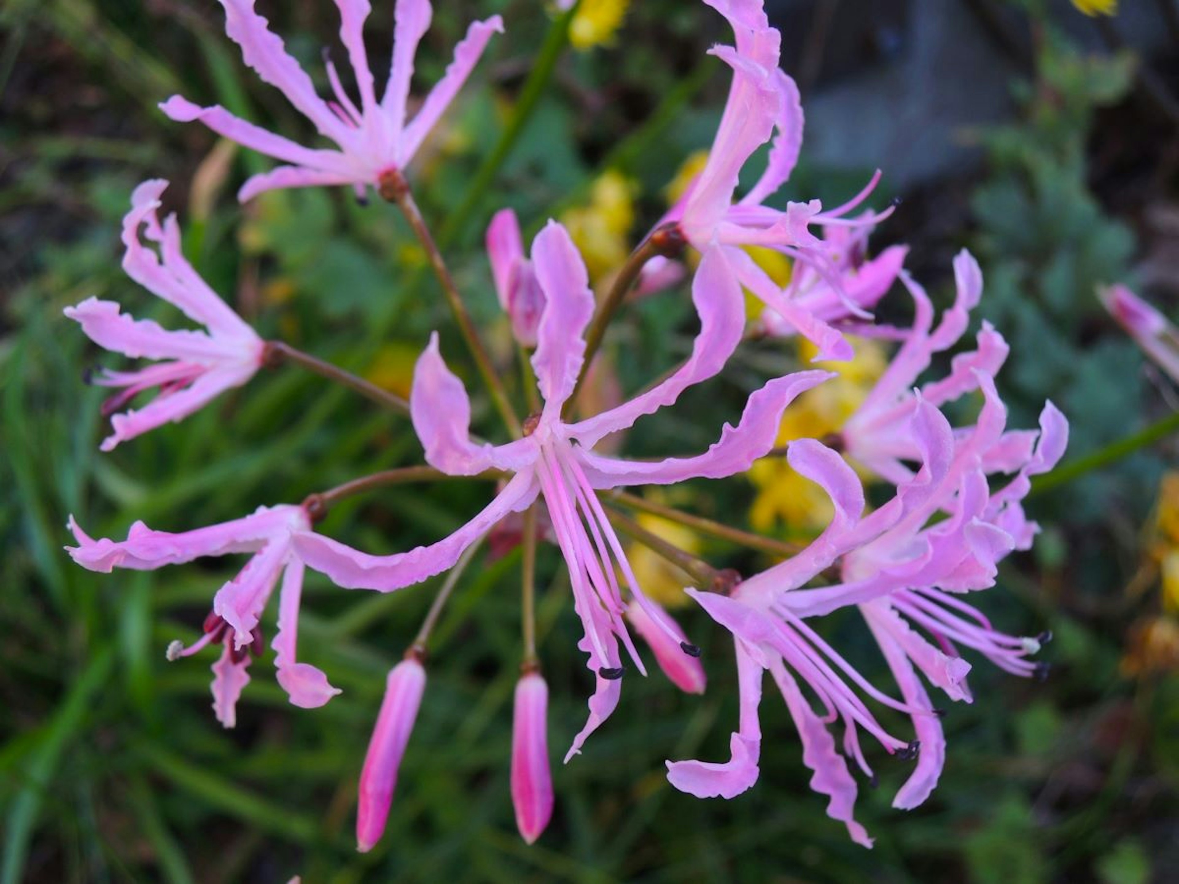 Close-up dari bunga pink yang indah dengan kelopak unik