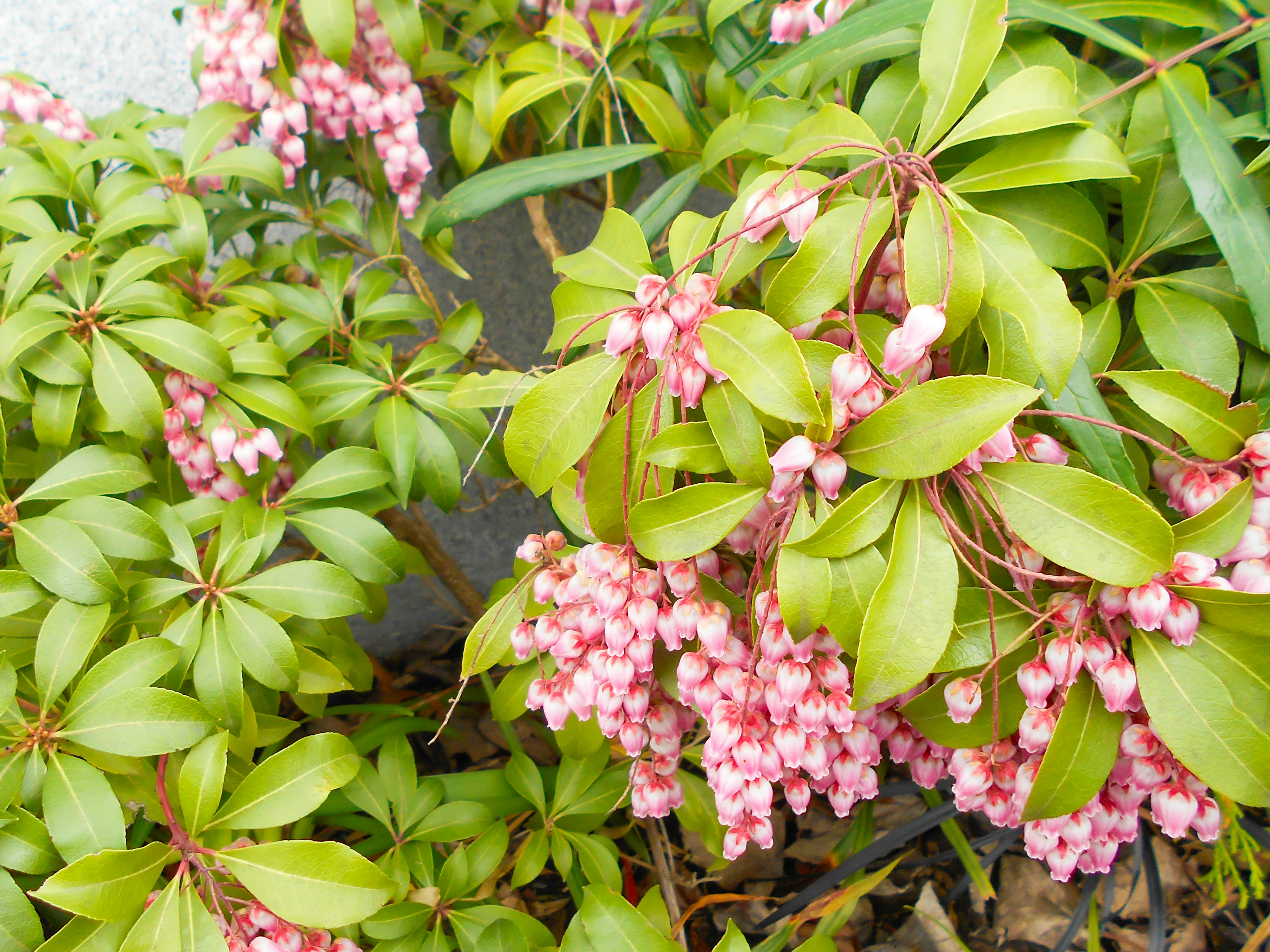 Primer plano de plantas con hojas verdes y flores rosas