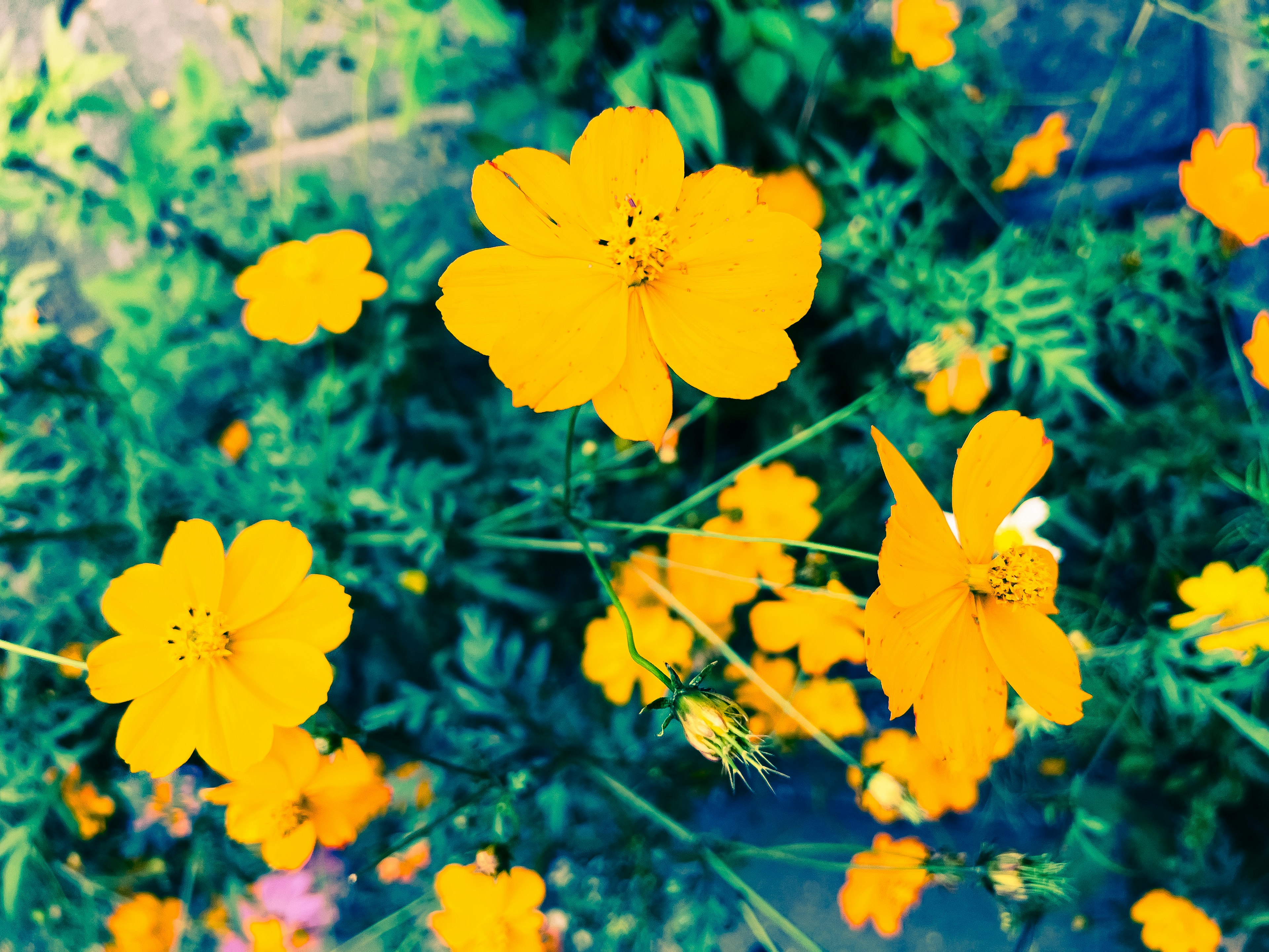 生機勃勃的橙色花朵在花園中盛開