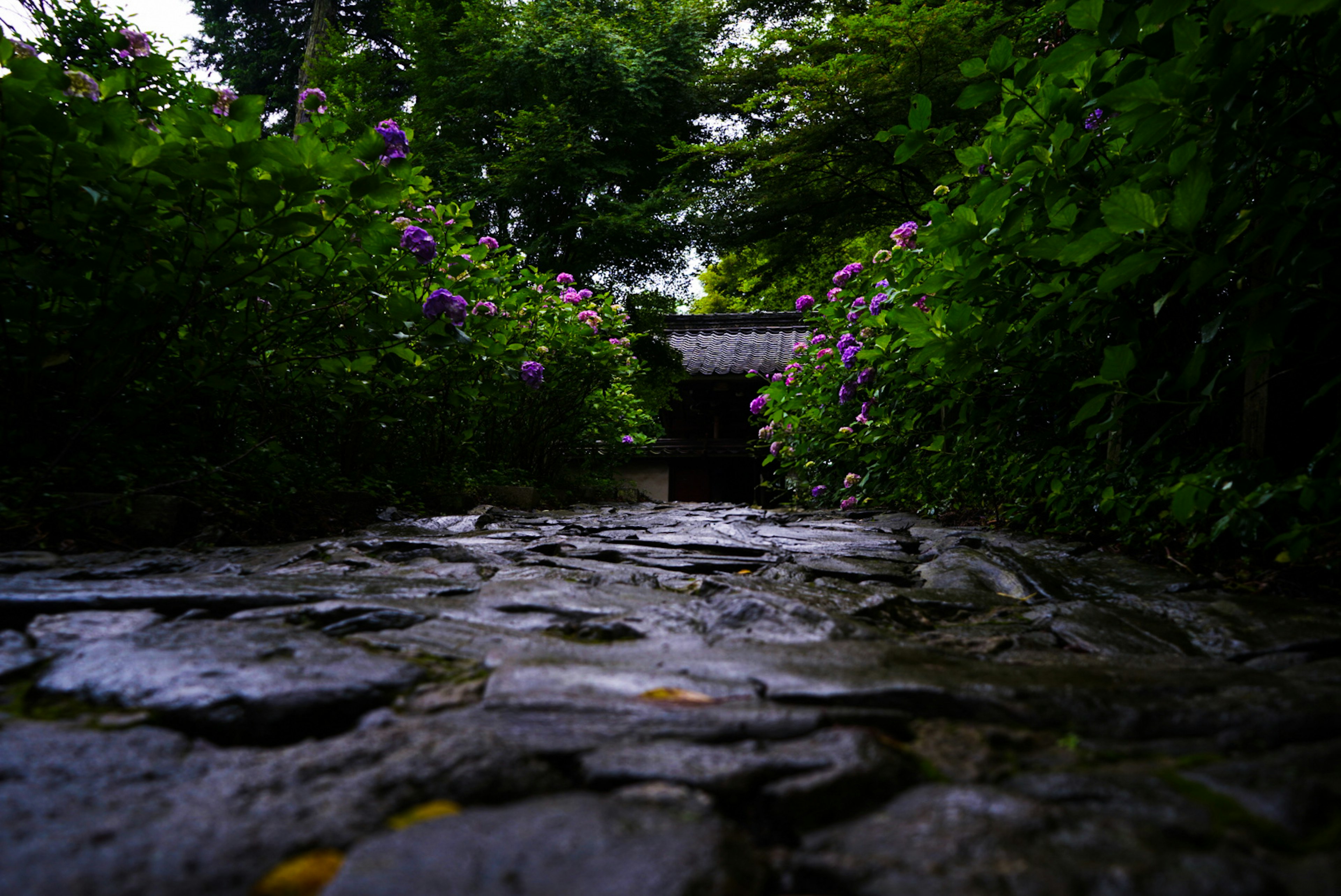 静かな小道を囲む緑の植物と紫の花々の景色