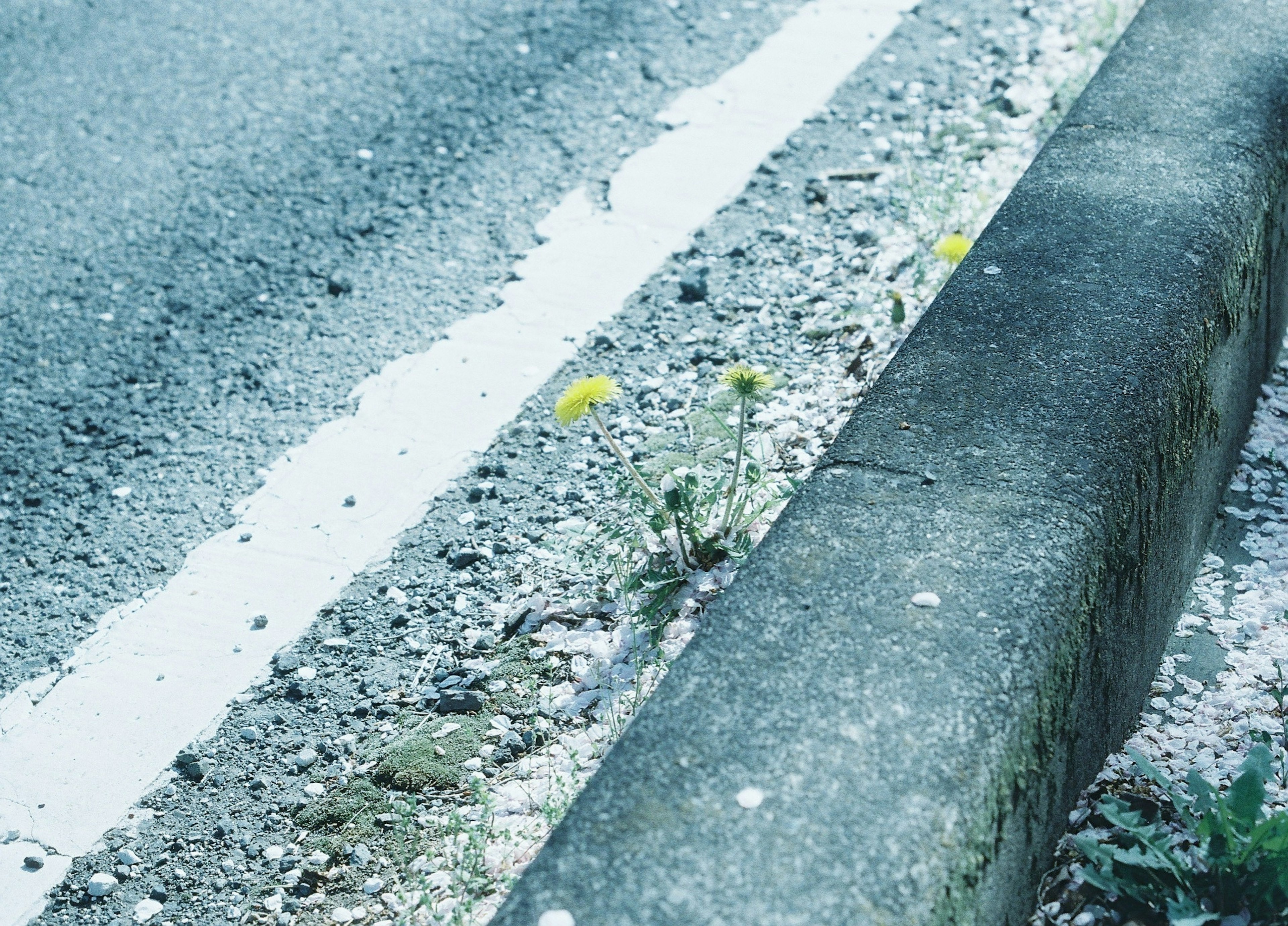 道路の縁に咲くタンポポの花とコンクリートの縁石