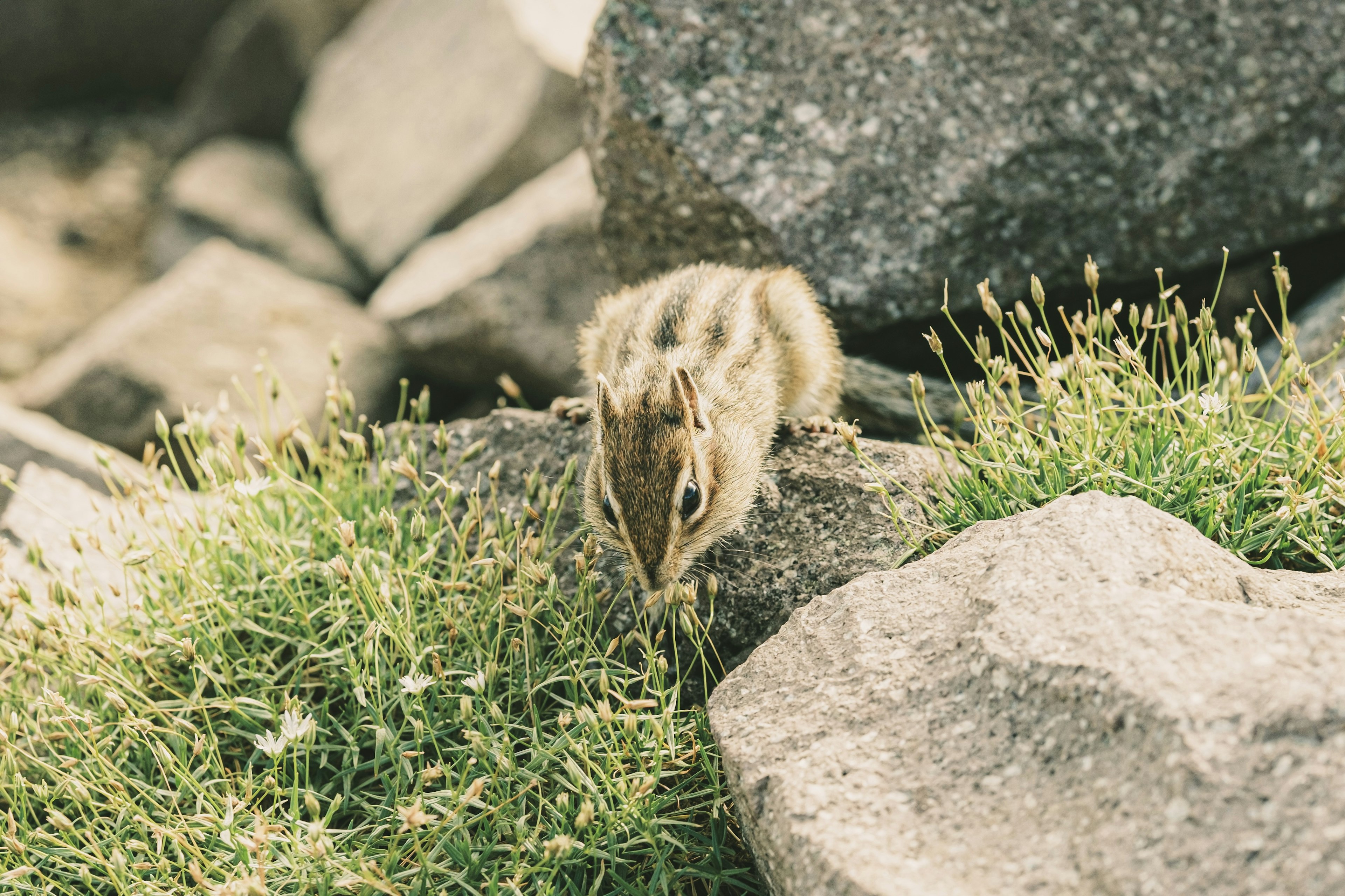 Ein kleiner Streifenhörnchen, das zwischen Felsen und Gras läuft