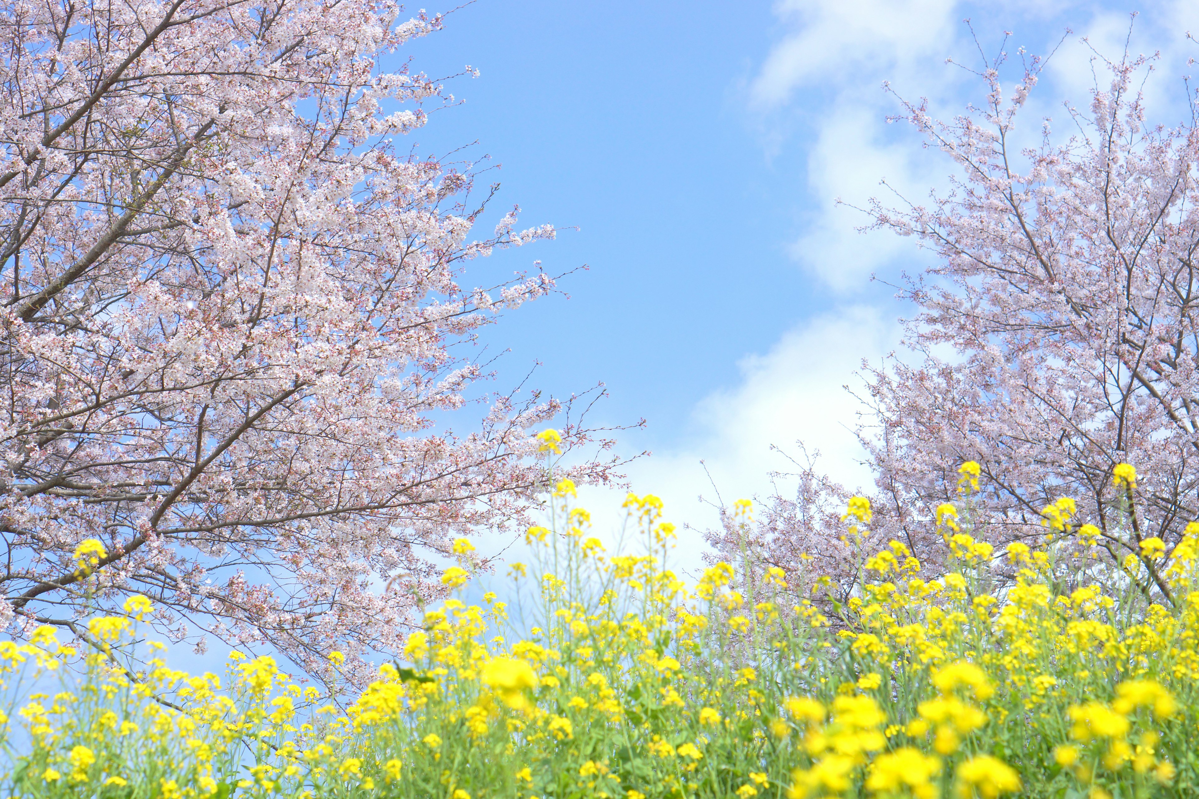 Árboles de cerezo en flor y flores de colza amarillas bajo un cielo azul