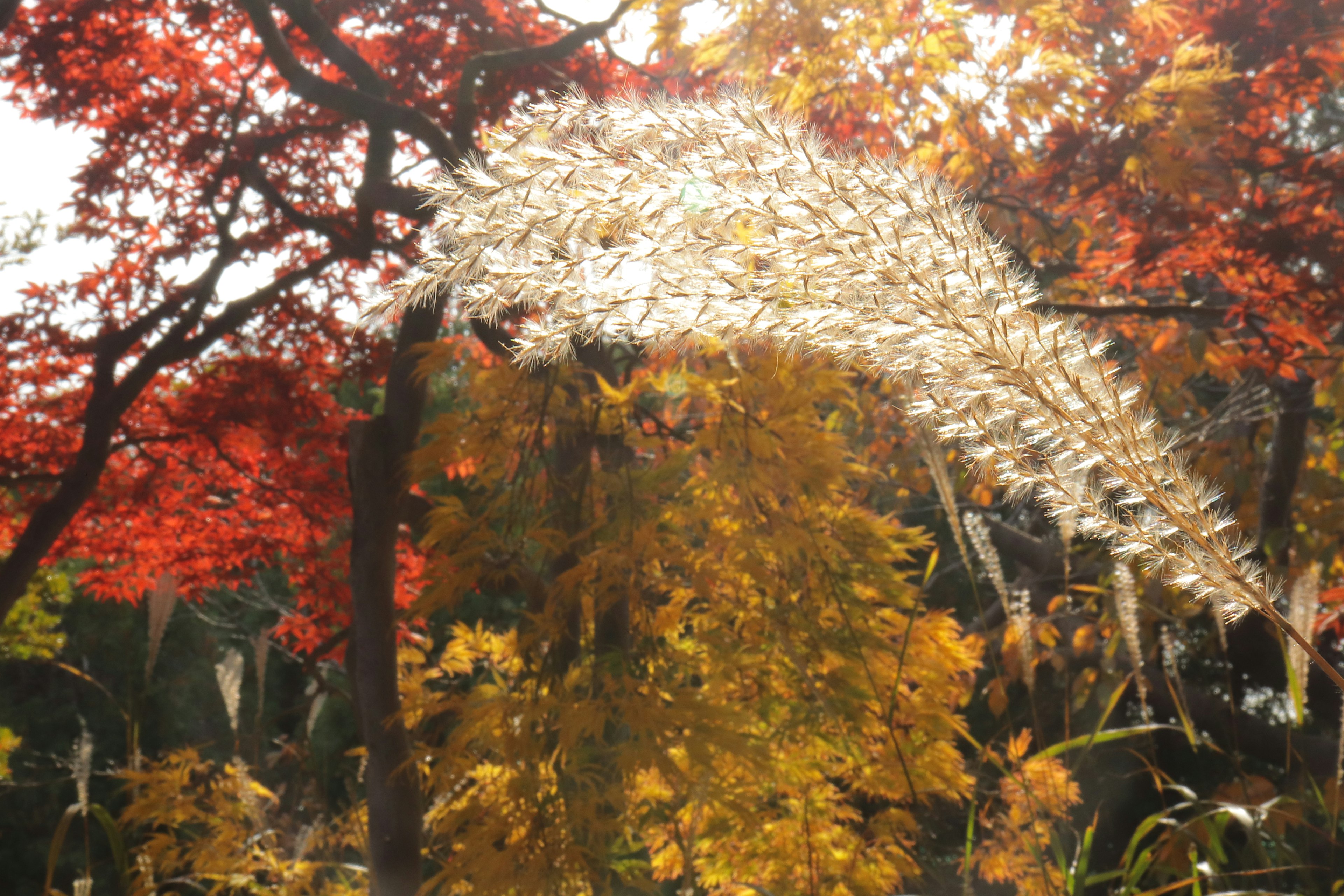 A serene autumn landscape with vibrant red leaves and golden foliage featuring swaying white grass