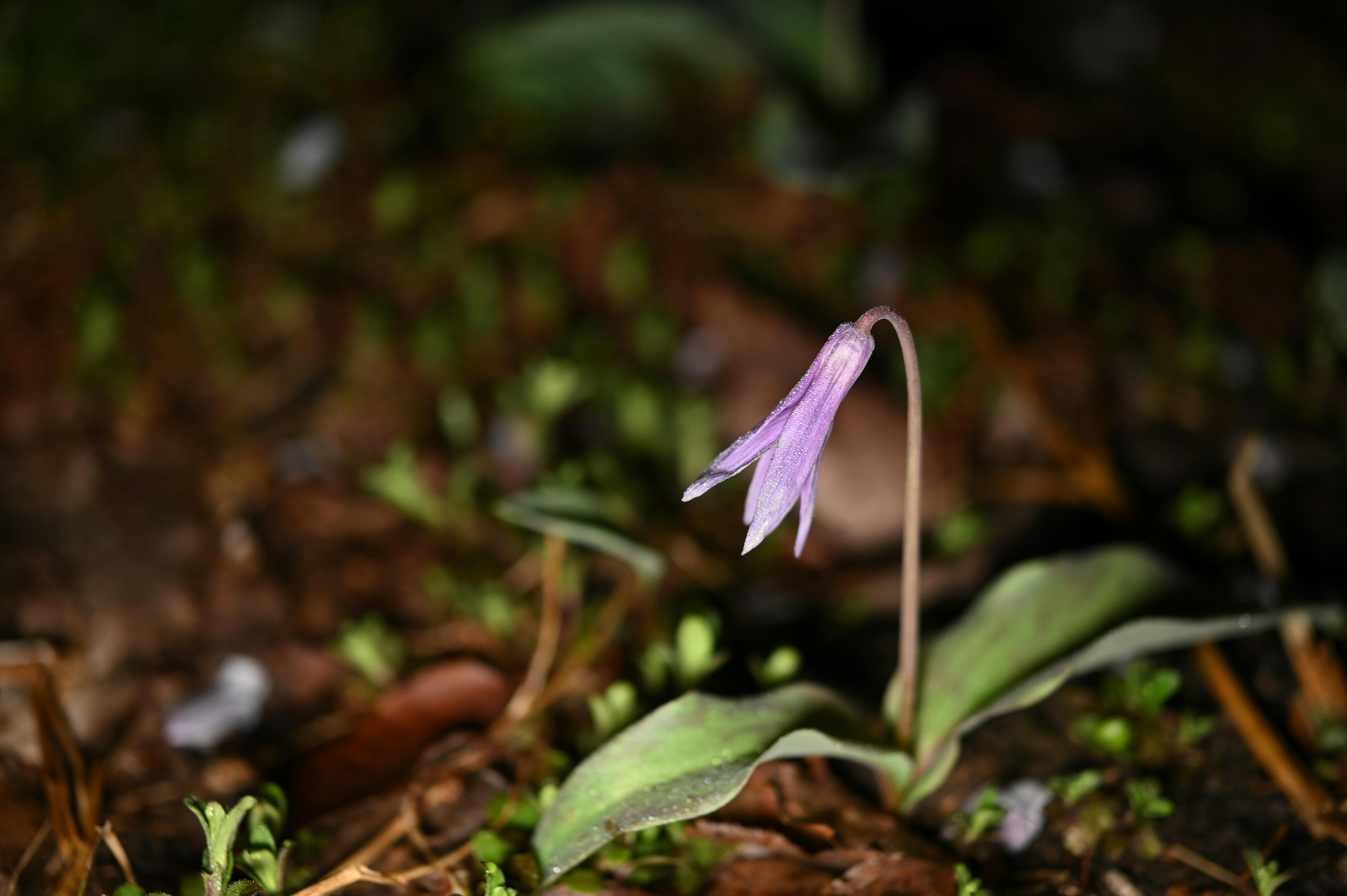 A delicate purple flower blooming on the ground surrounded by green foliage