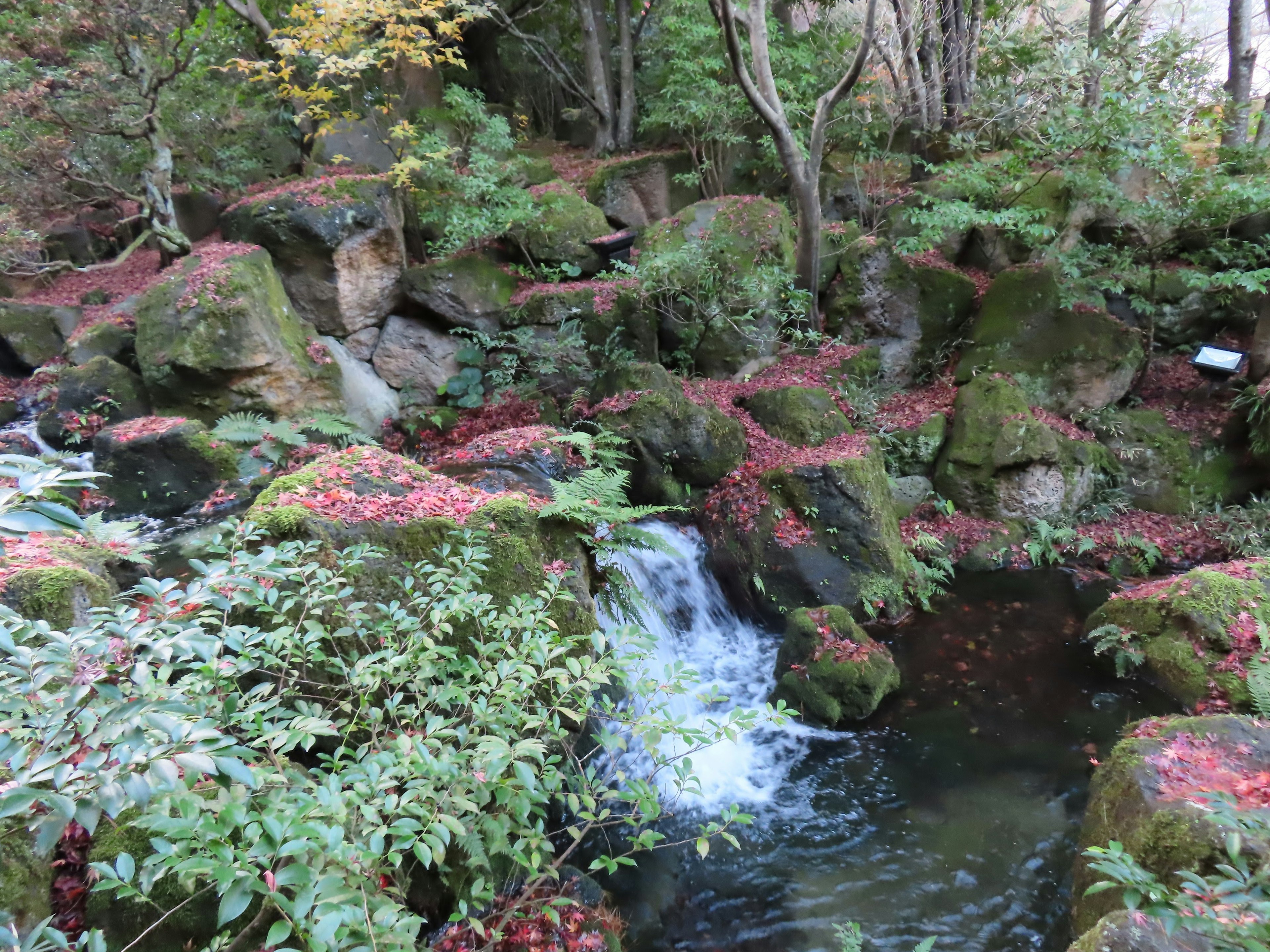 緑の植物と苔に覆われた岩の間を流れる小川の景色