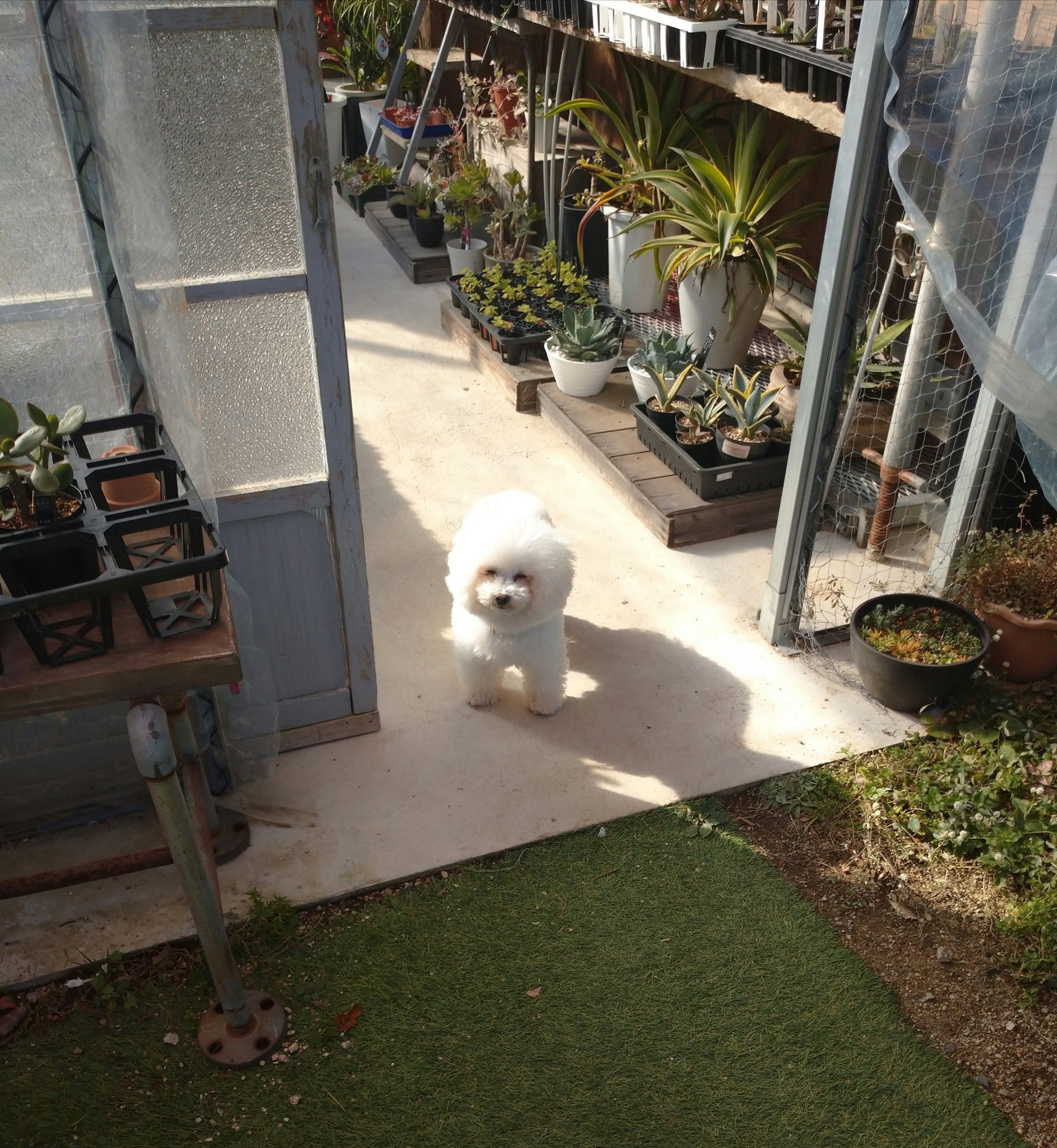 Anjing putih berdiri di pintu masuk rumah kaca dengan rumput hijau dan tanaman di latar belakang