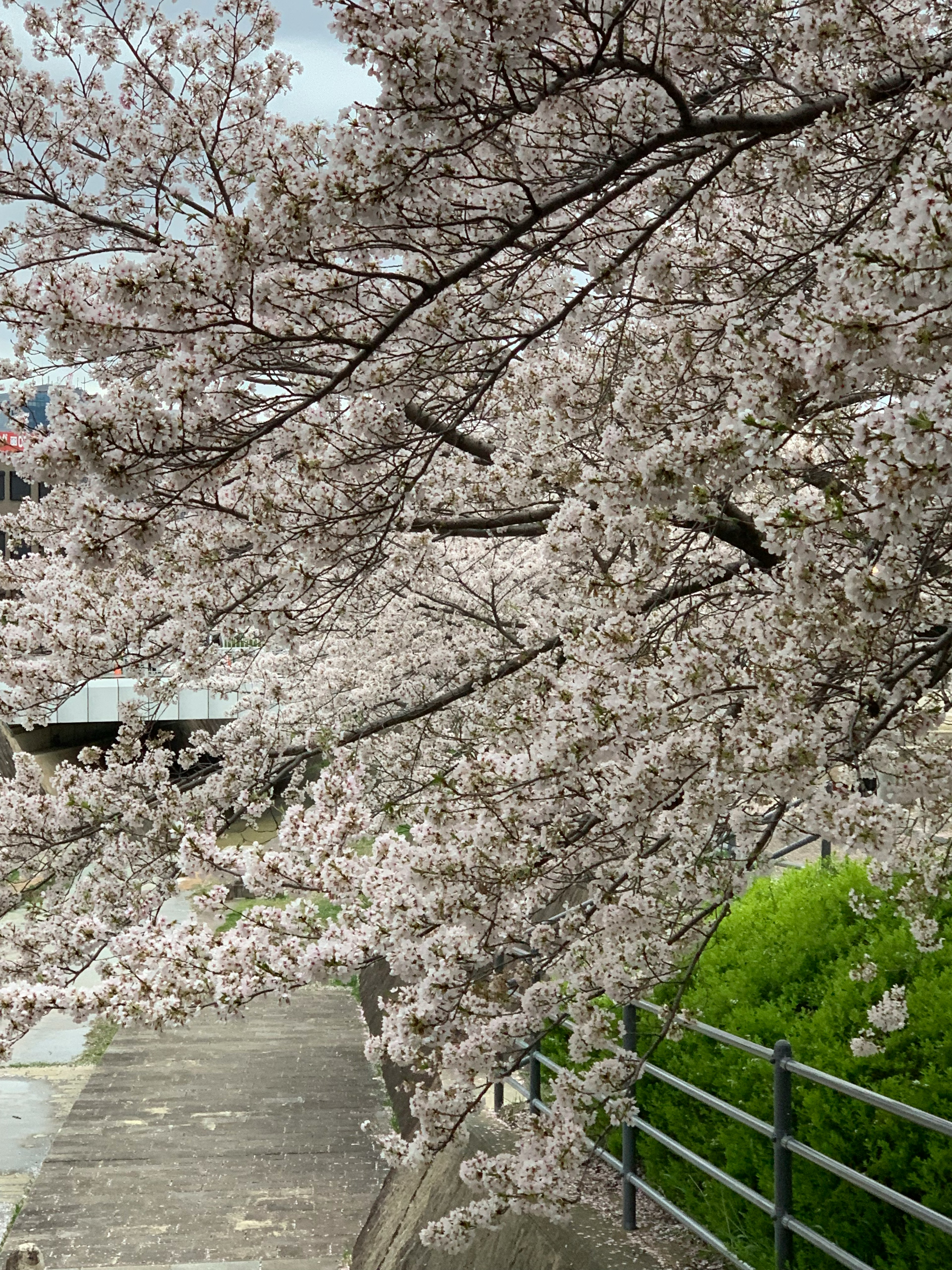 Cherry blossom tree in full bloom along a pathway