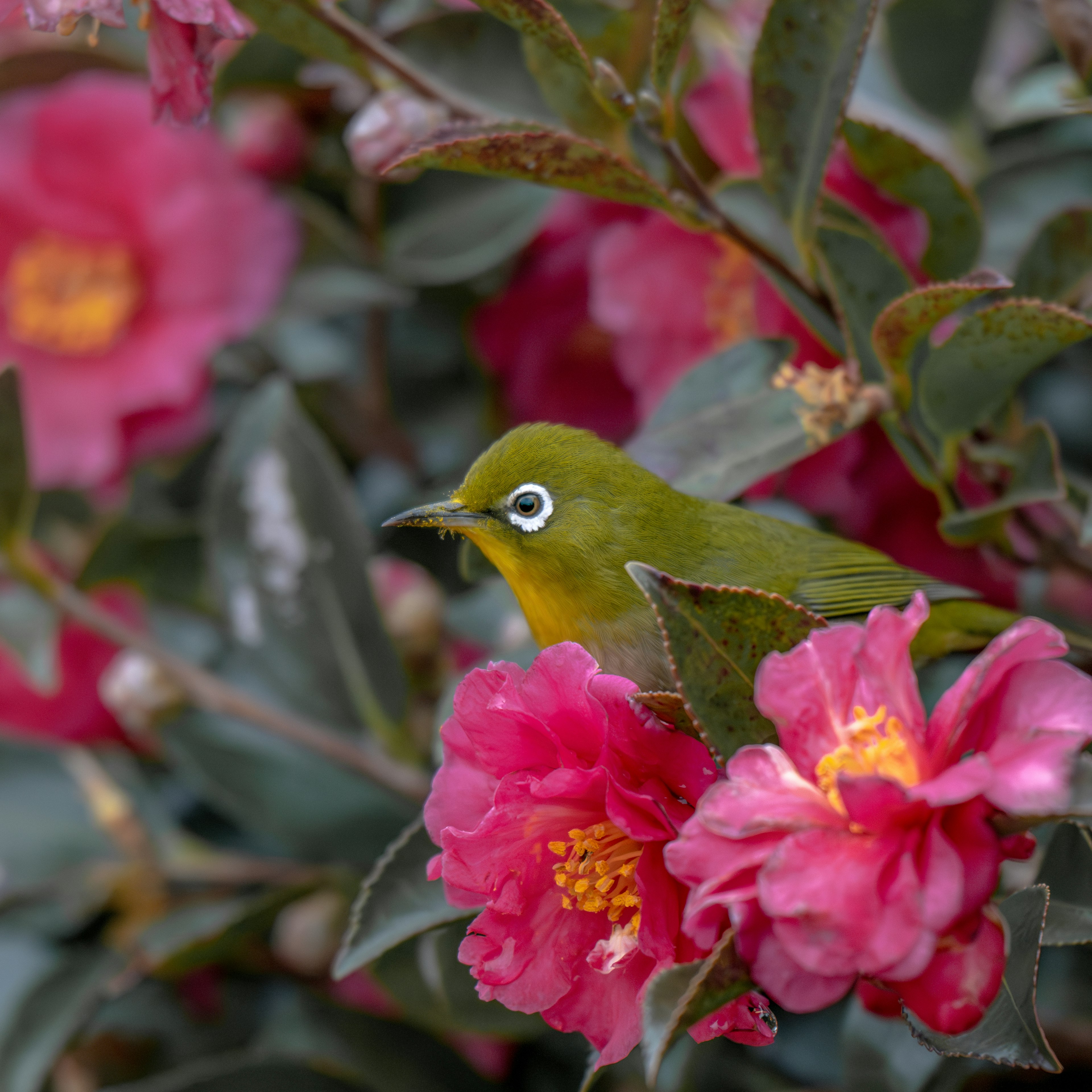 緑色の鳥がピンクの花の中にいる