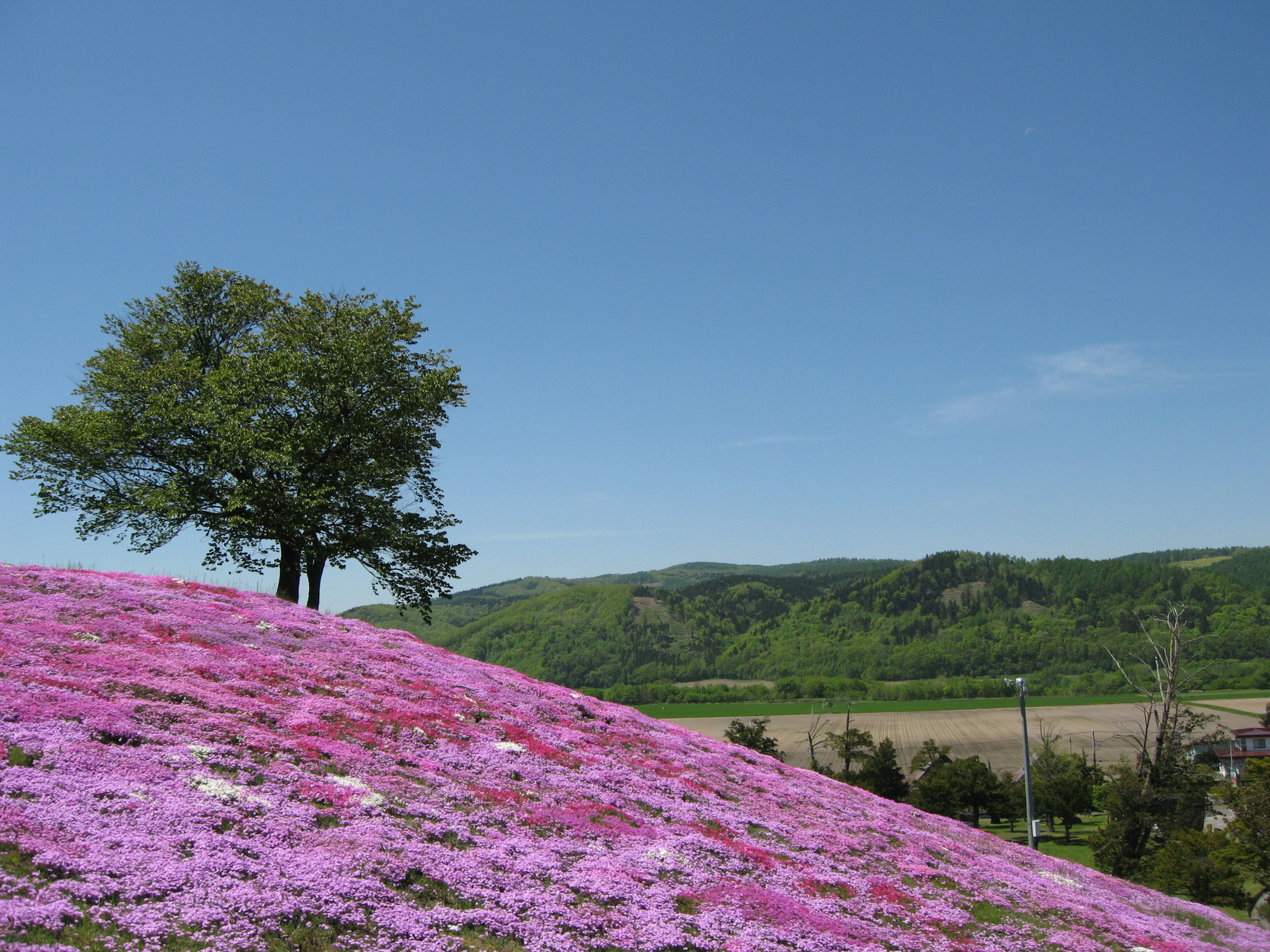 Bukit hijau dengan bunga pink yang mekar dan langit biru