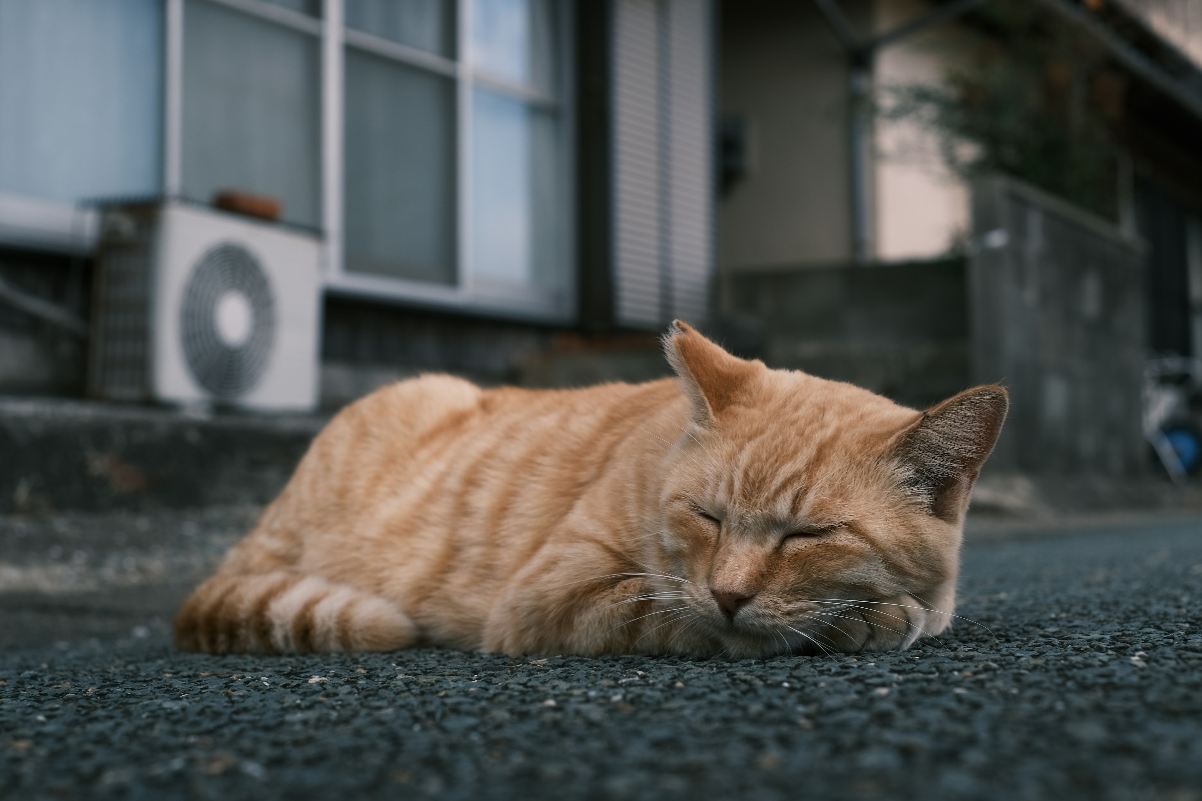 オレンジ色の猫が道路で眠っている