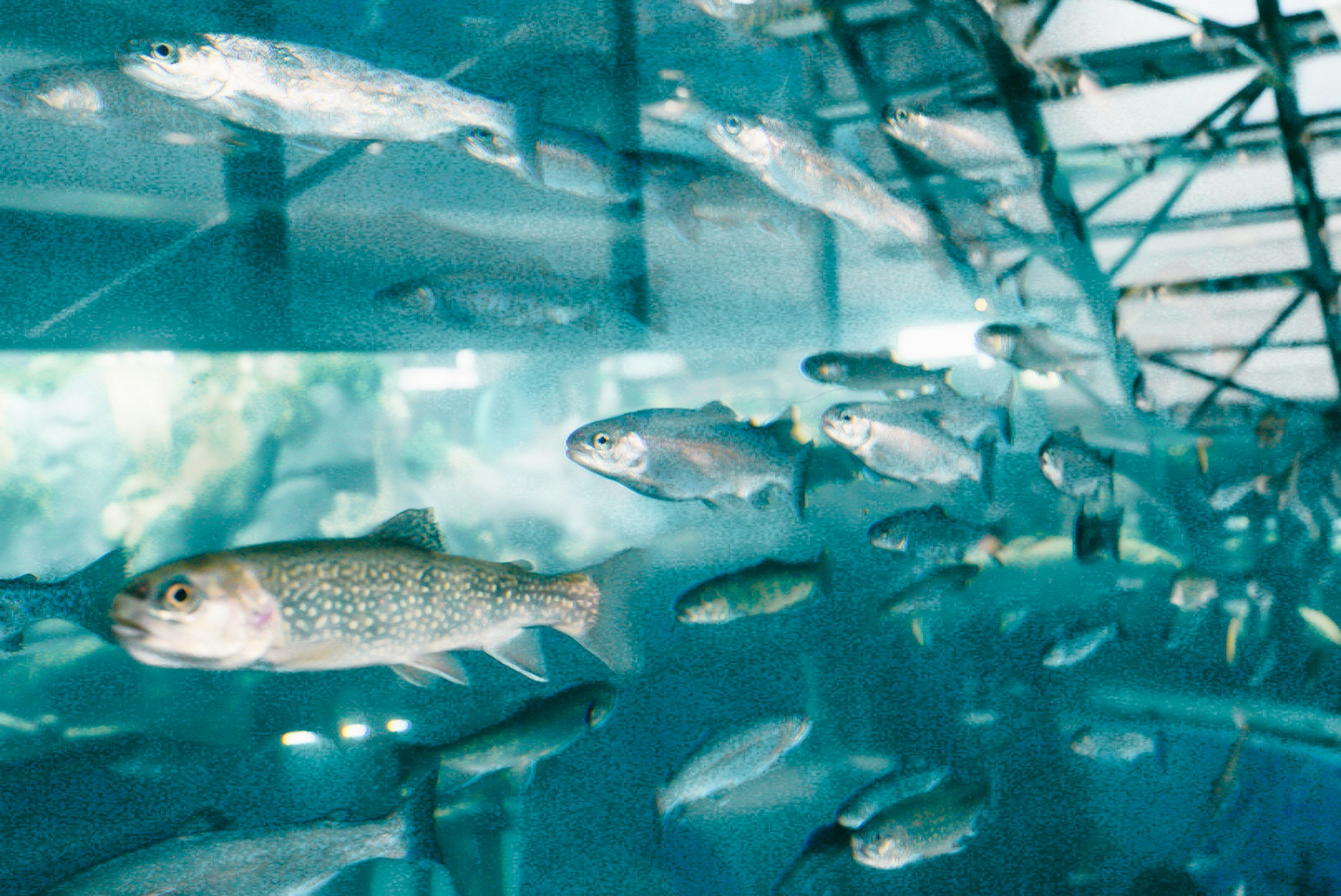 School of fish swimming in an aquarium with visible structural elements