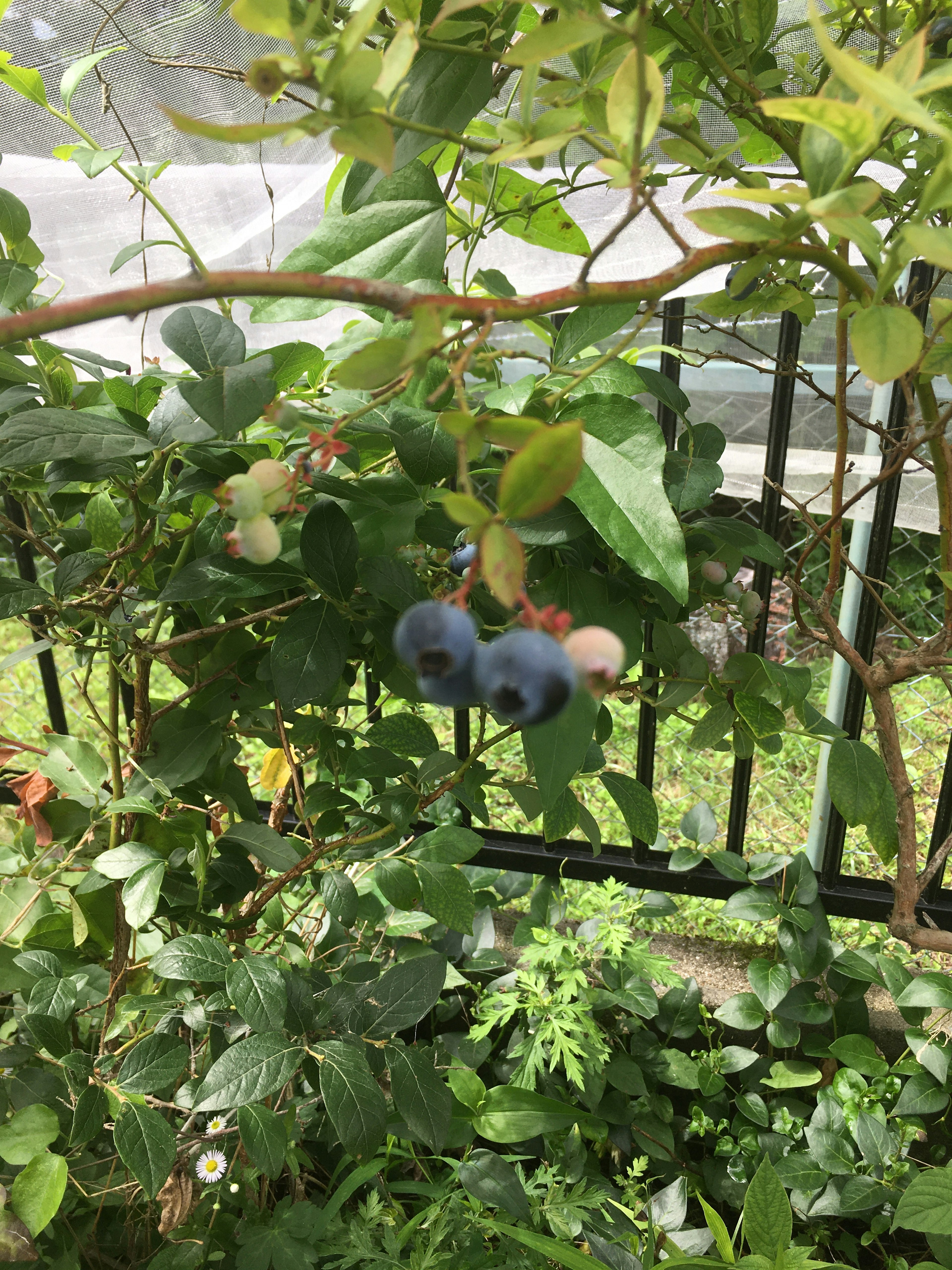 Cluster of ripe blueberries surrounded by green leaves