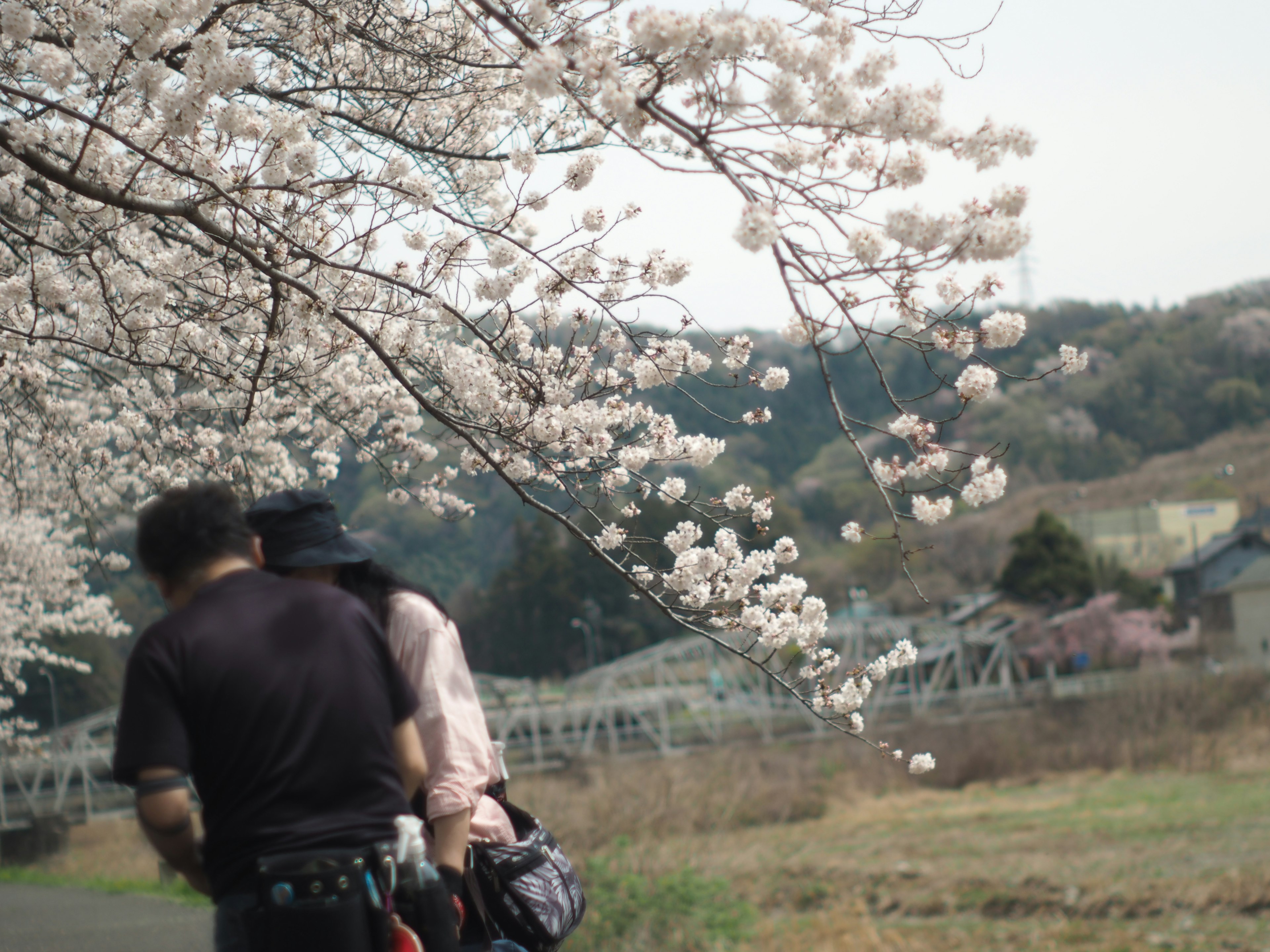 Pasangan berpelukan di bawah bunga sakura yang mekar