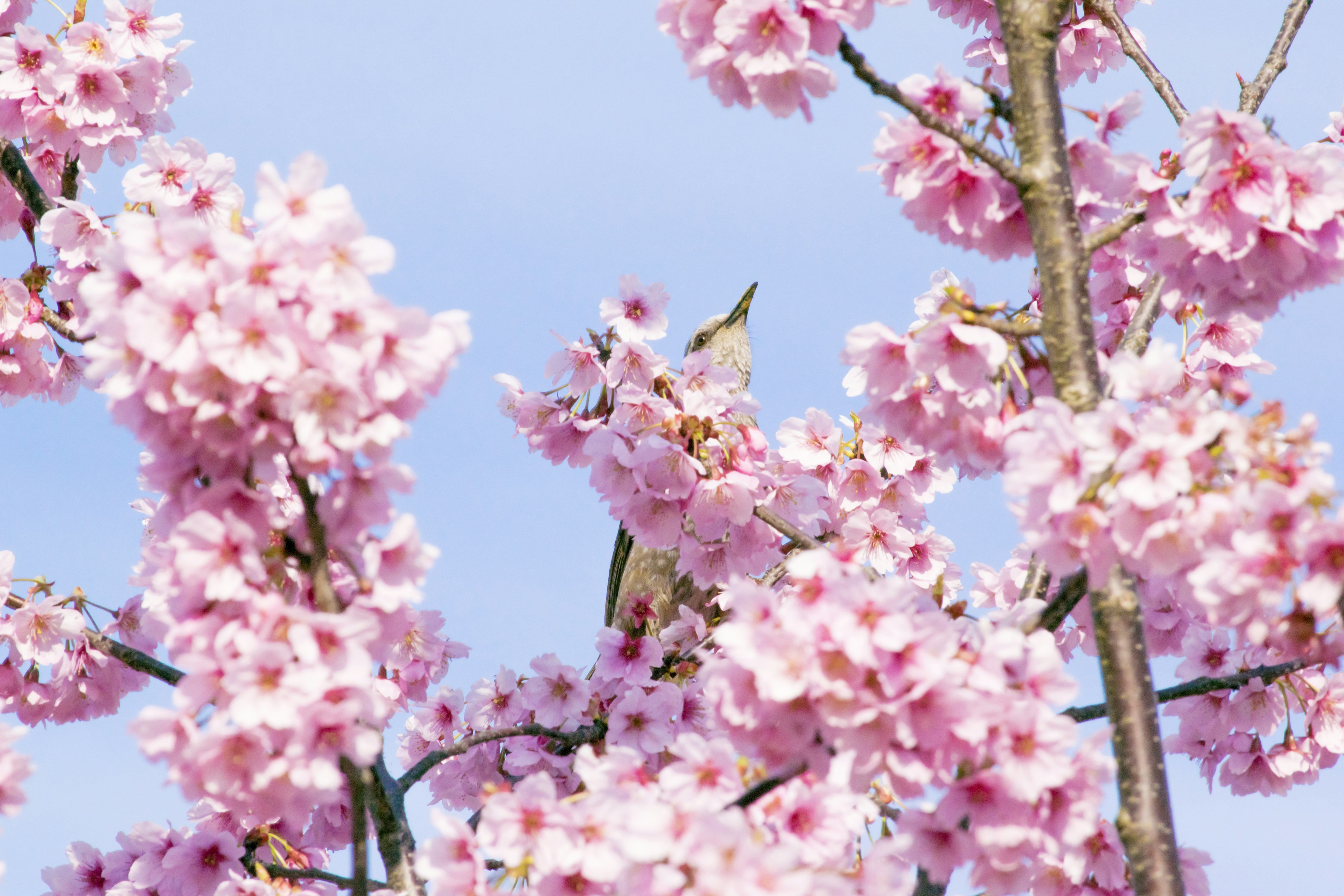 Una bella scena di alberi di ciliegio in fiore con un piccolo uccello nascosto tra i fiori