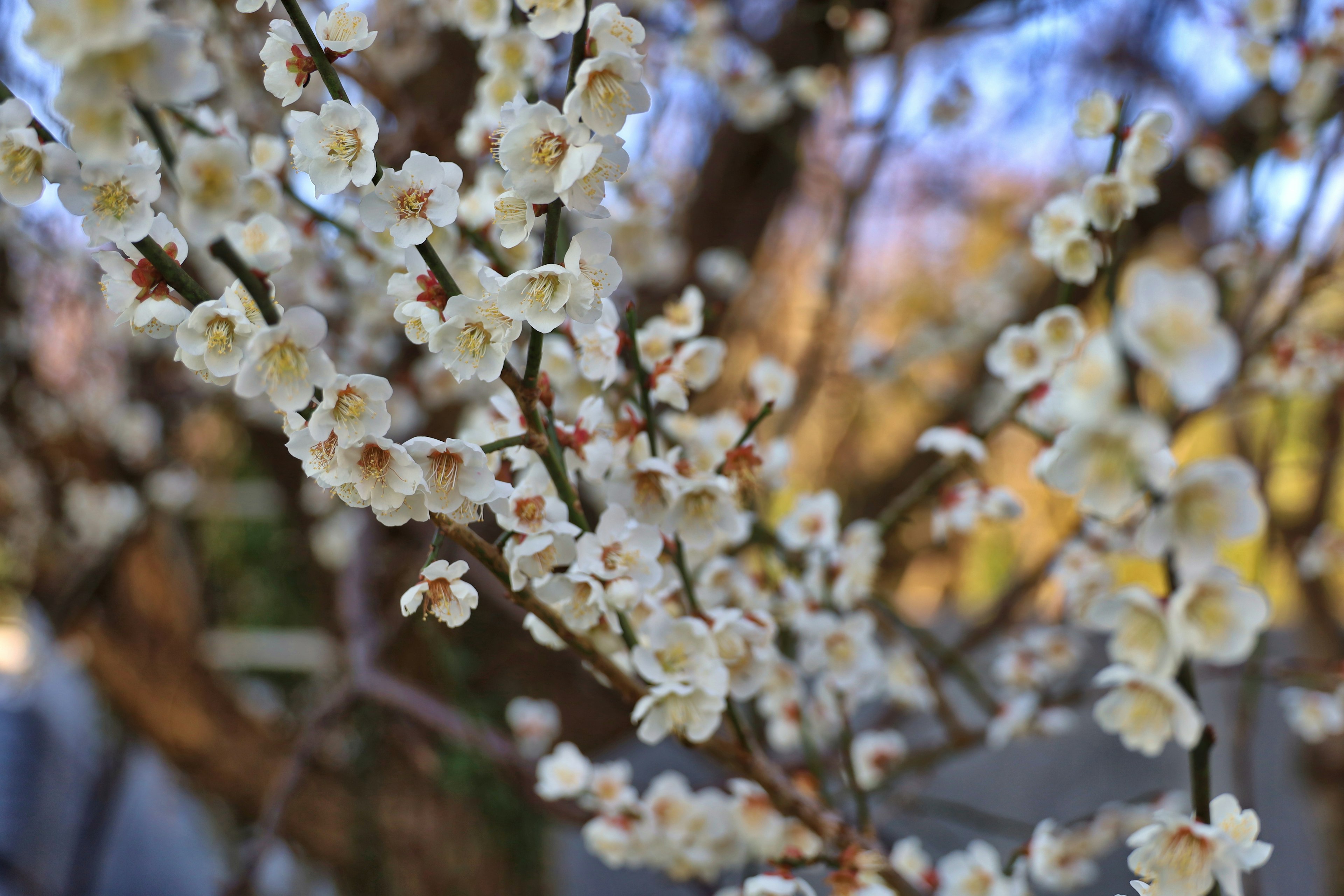 Primo piano di rami con fiori bianchi in fiore che evocano la primavera