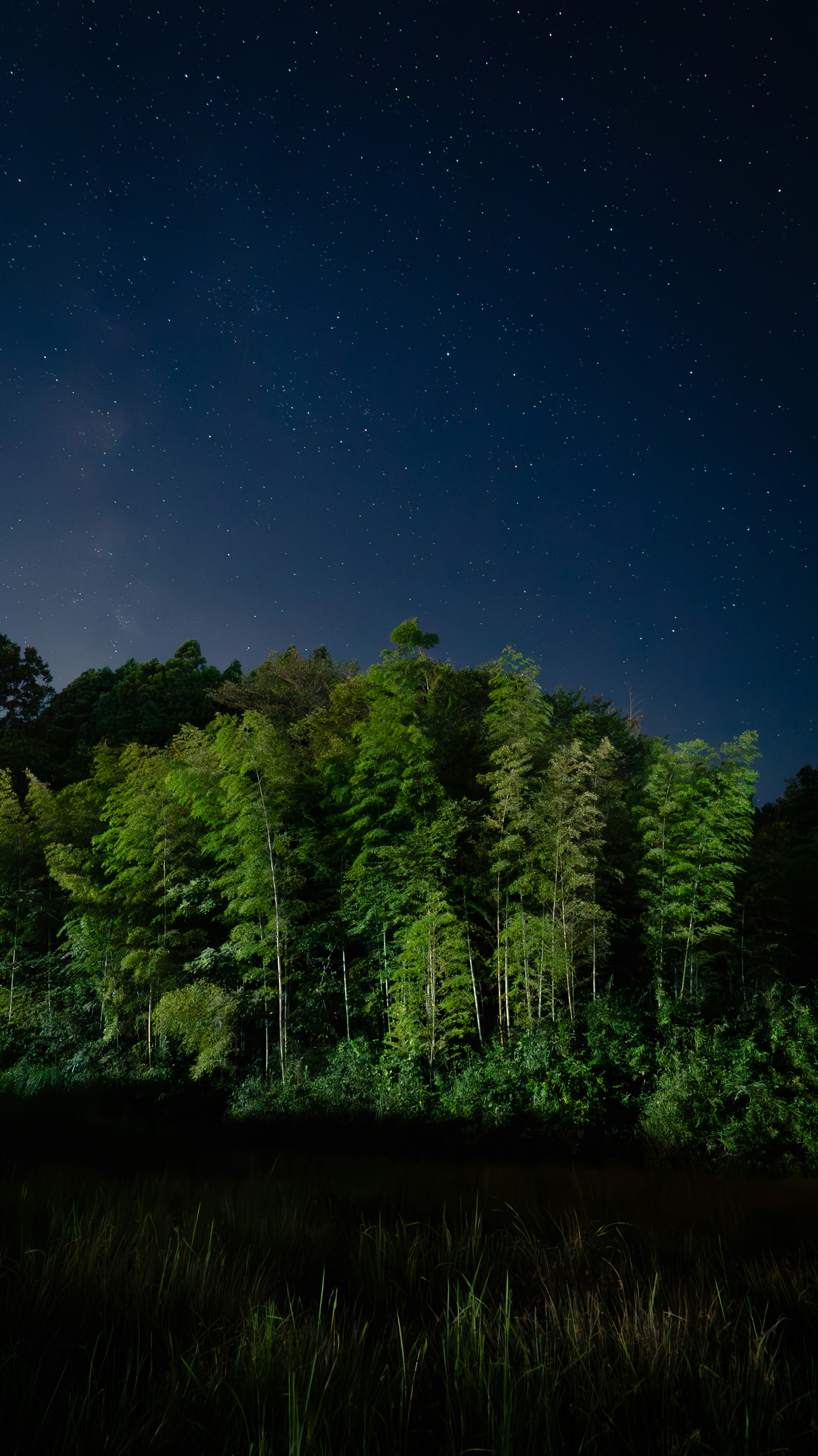 Cluster of green trees illuminated under a starry sky