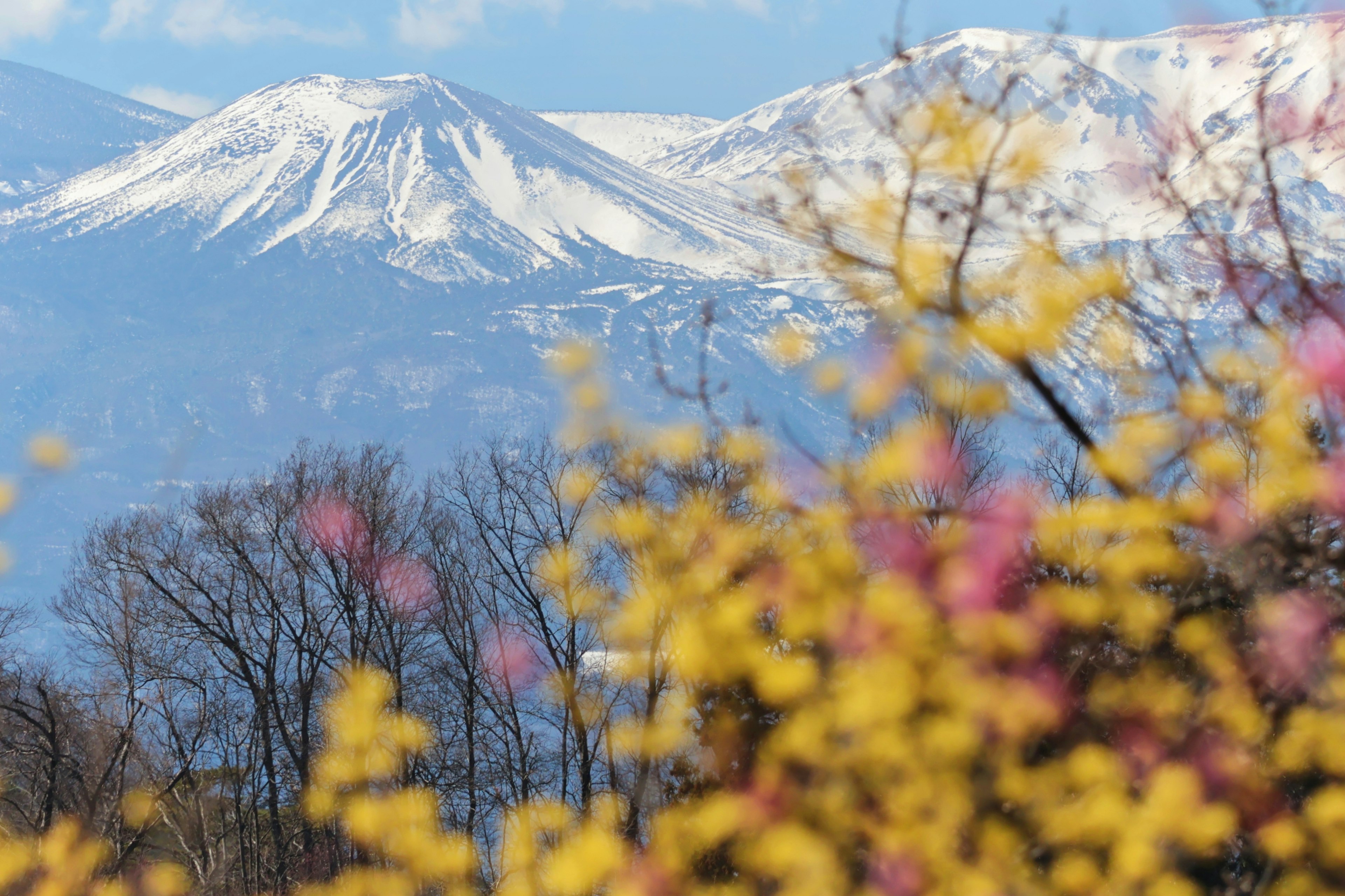 Montagne innevate con fiori primaverili in primo piano