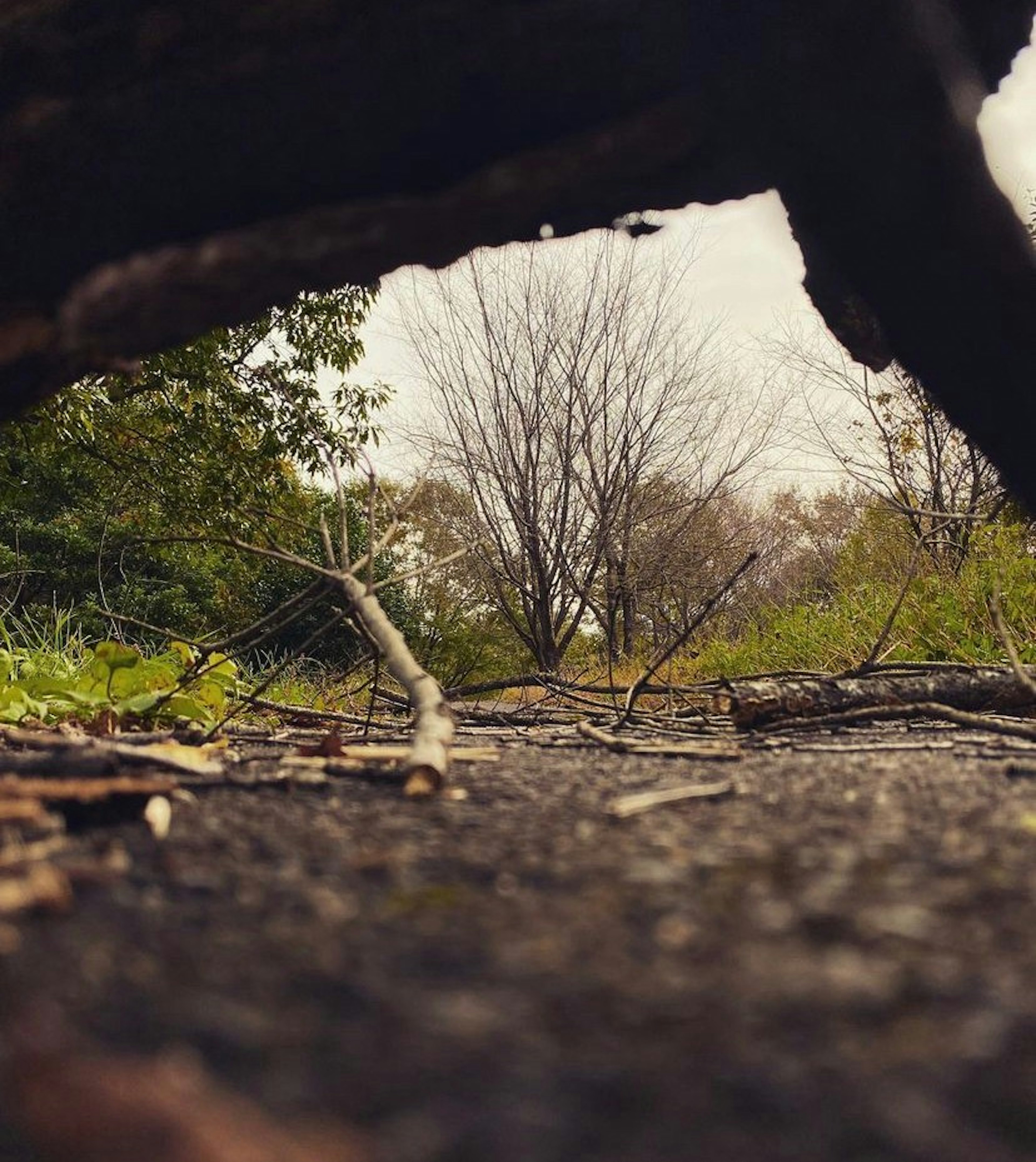 Bodenansicht mit gefallenen Ästen und Gras sowie einem entfernten kahlen Baum