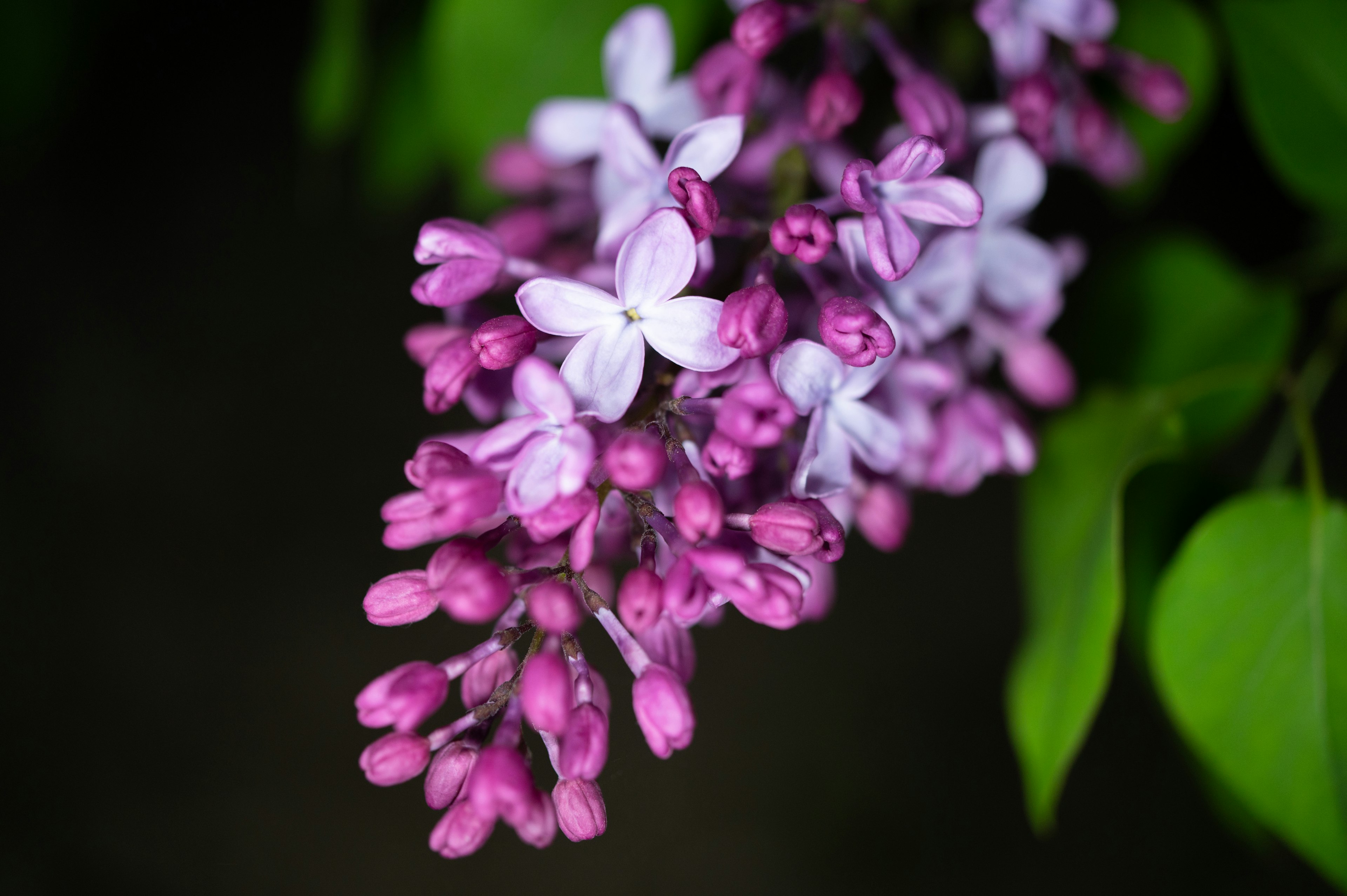 A cluster of lilac flowers in shades of purple and white surrounded by green leaves