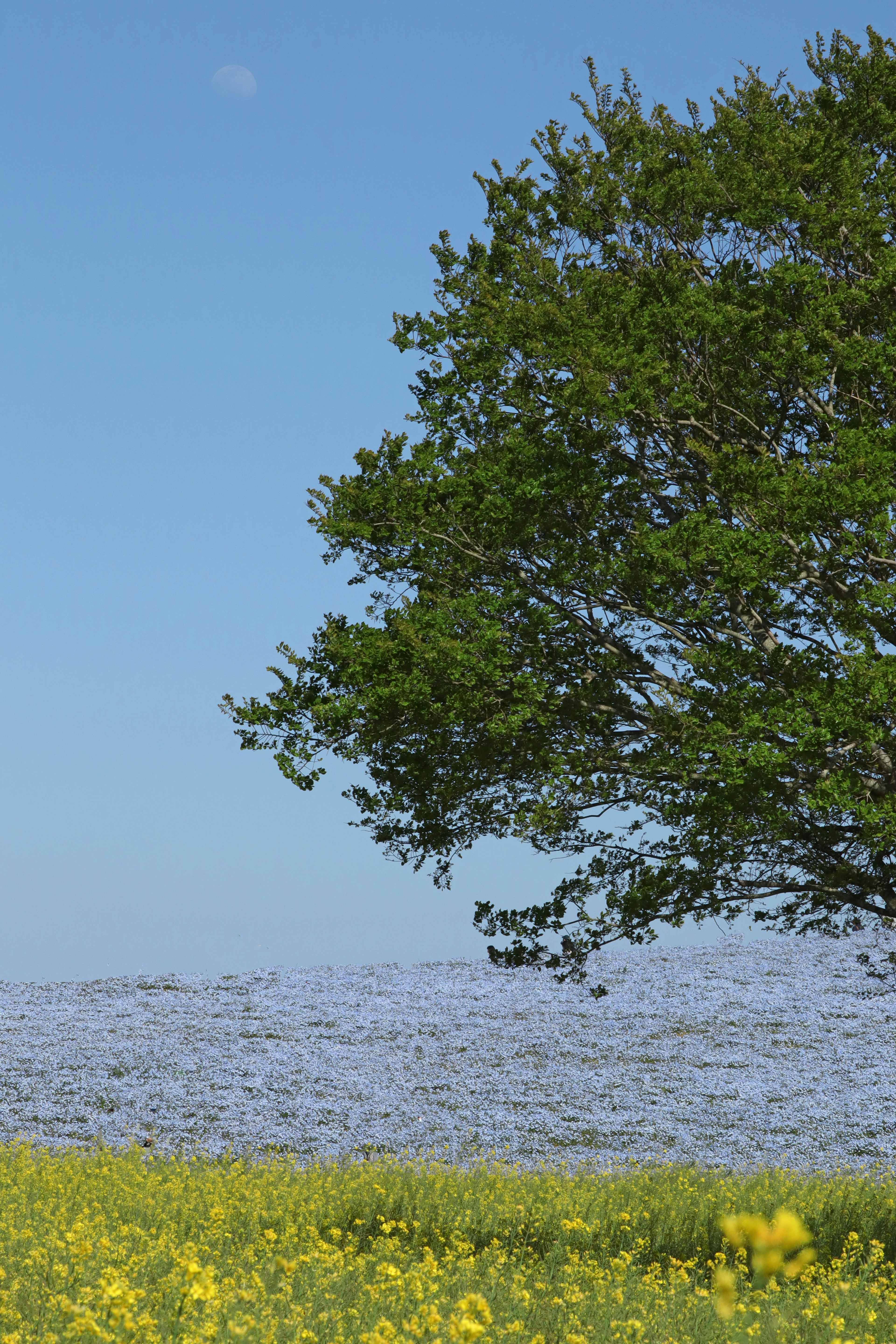 A tree beside a yellow flower field under a blue sky