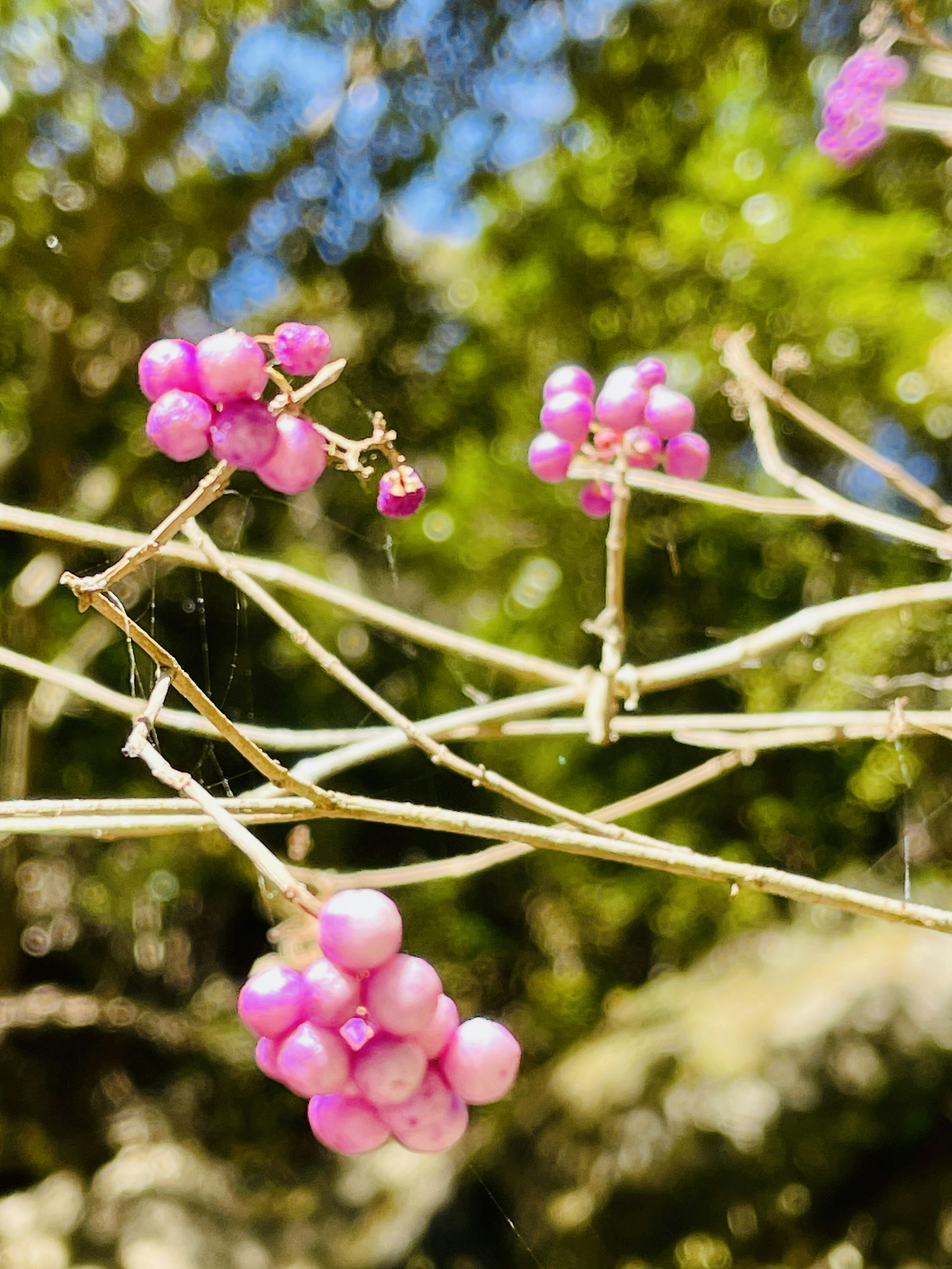 Ramas delgadas con bayas rosas bajo un cielo azul