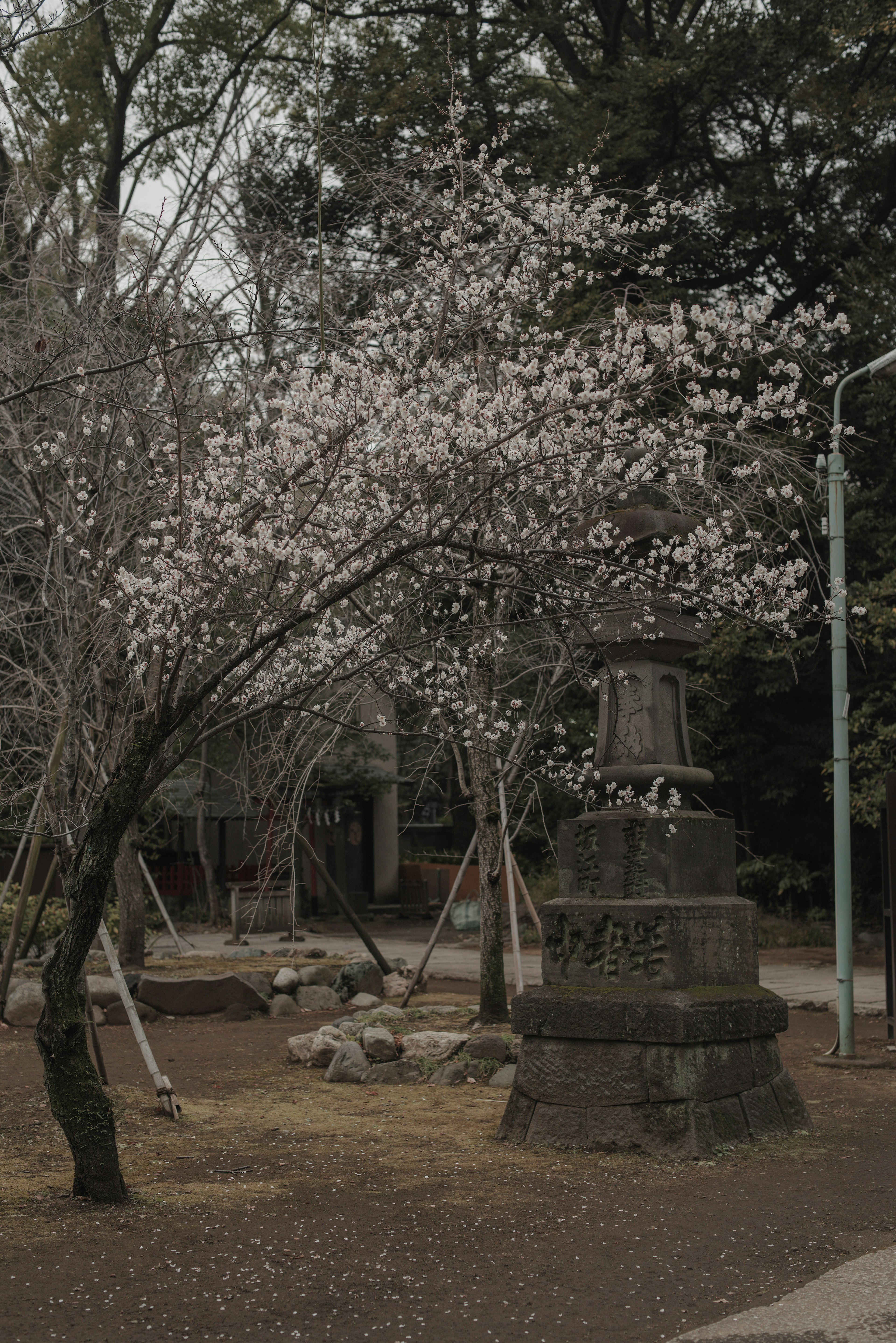 Pemandangan taman dengan pohon sakura berbunga putih dan monumen batu