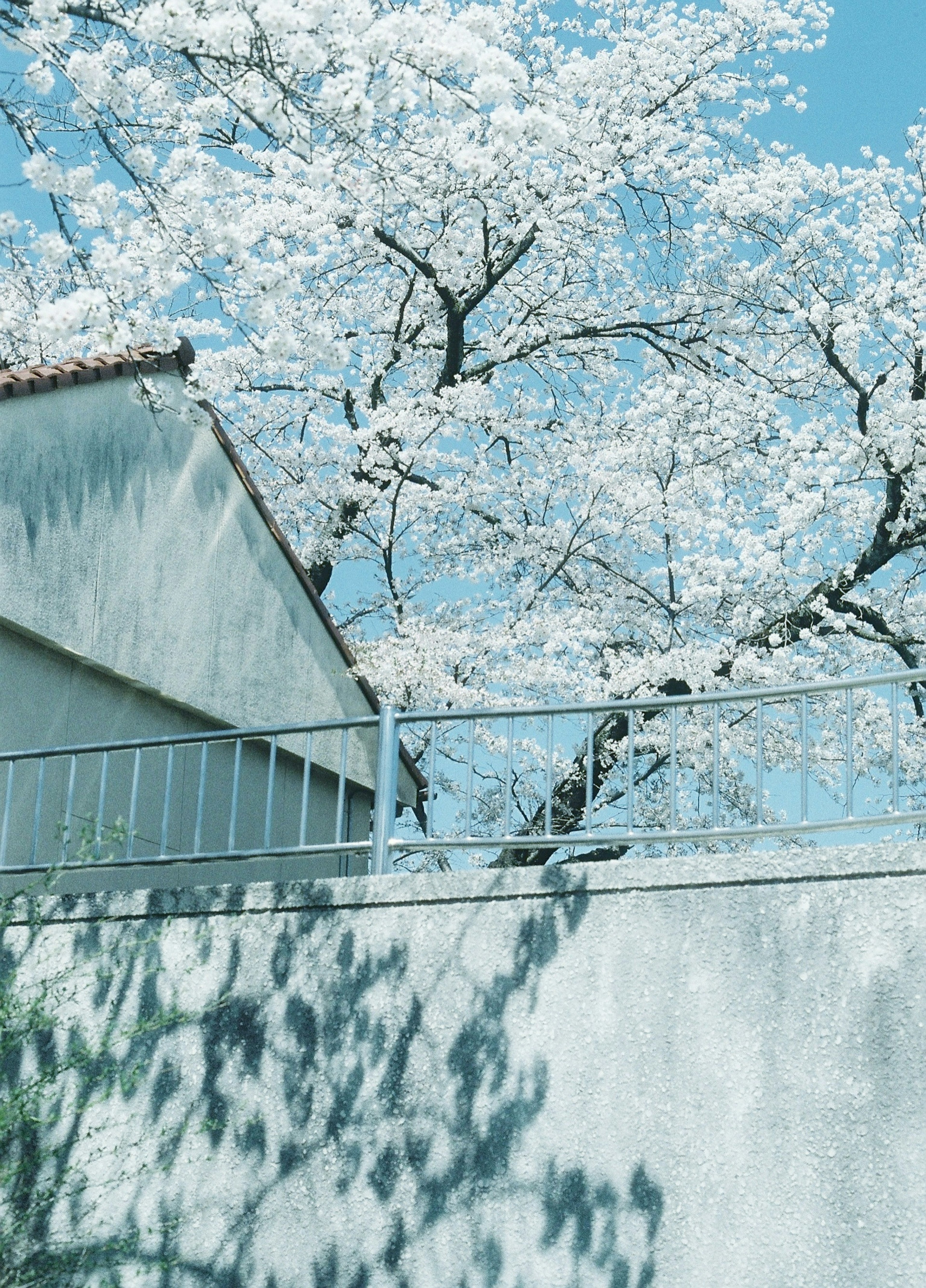 Concrete wall and fence under a cherry blossom tree against a blue sky