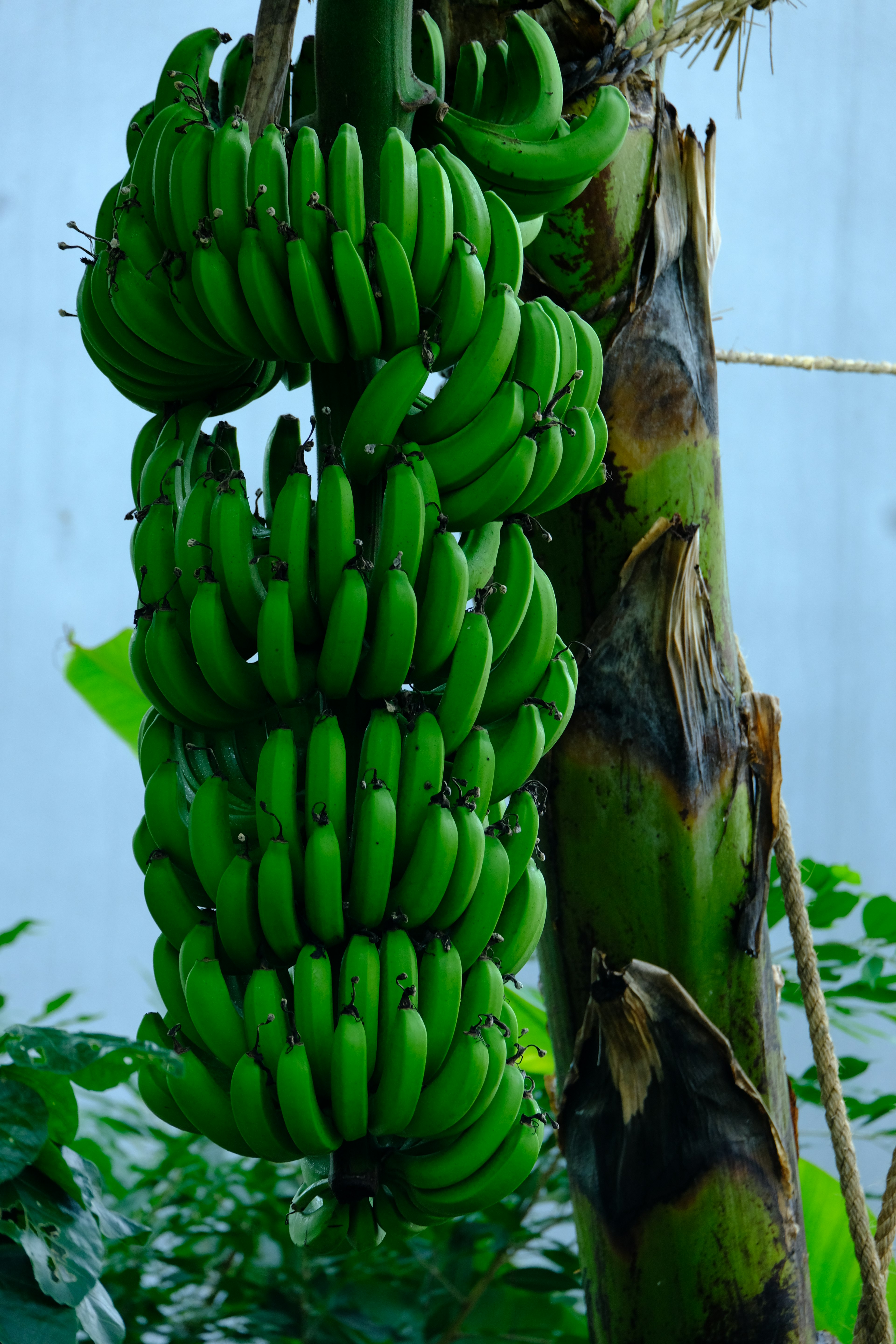 Bunch of green bananas hanging from a tree