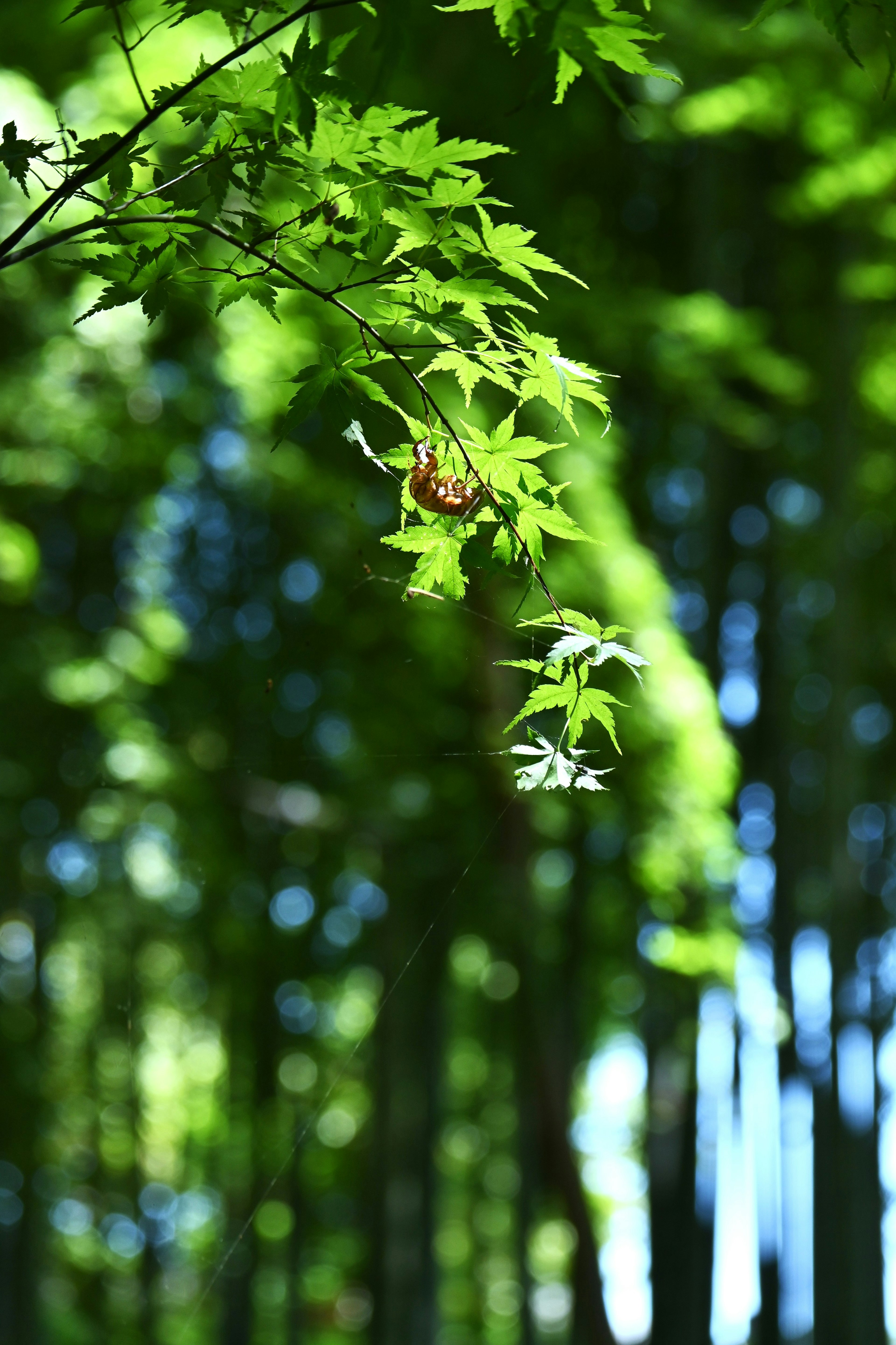 Primo piano di foglie verdi con una foresta di bambù sullo sfondo