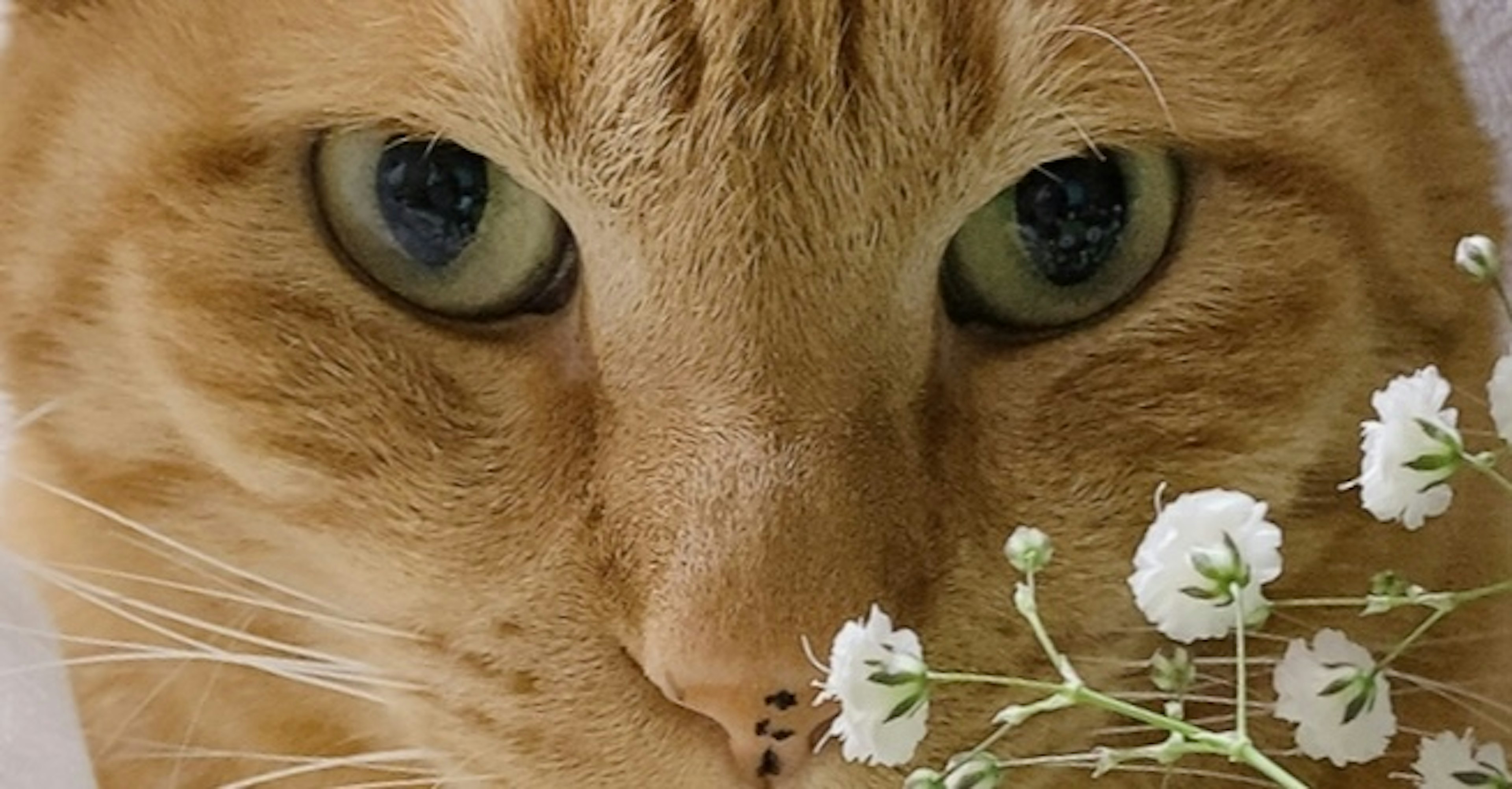 Imagen en primer plano de un gato naranja con flores blancas