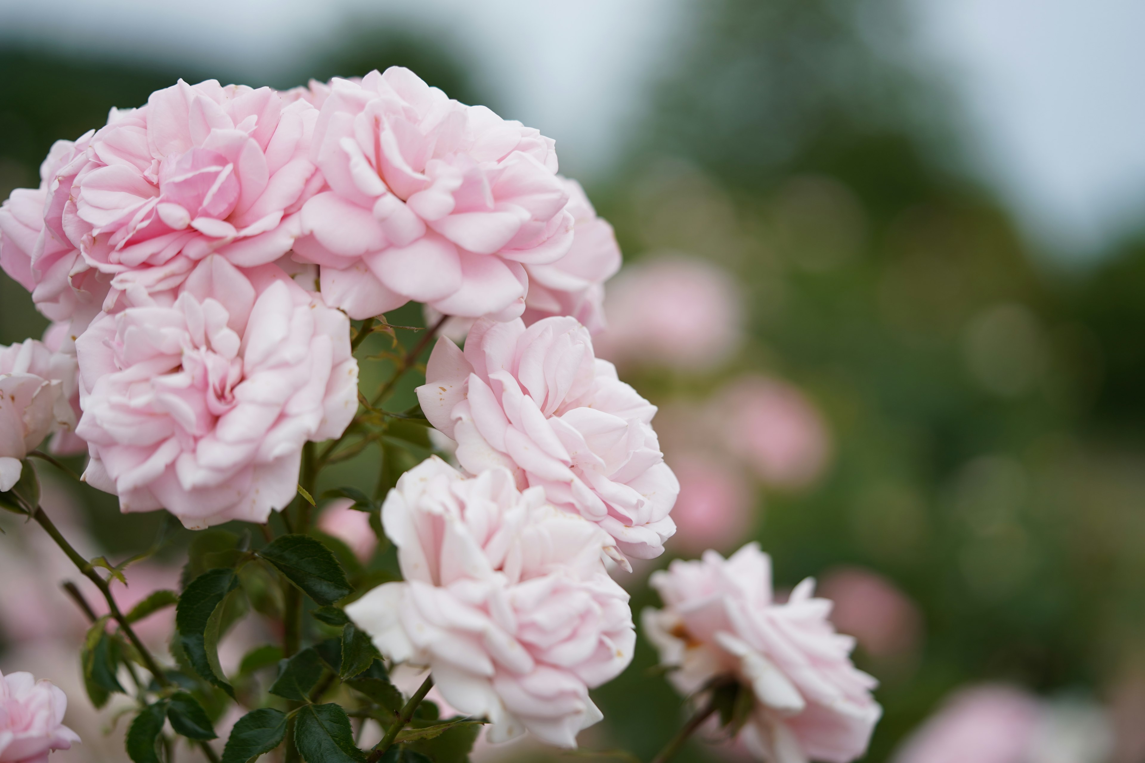 Primo piano di rose rosa in fiore in un giardino