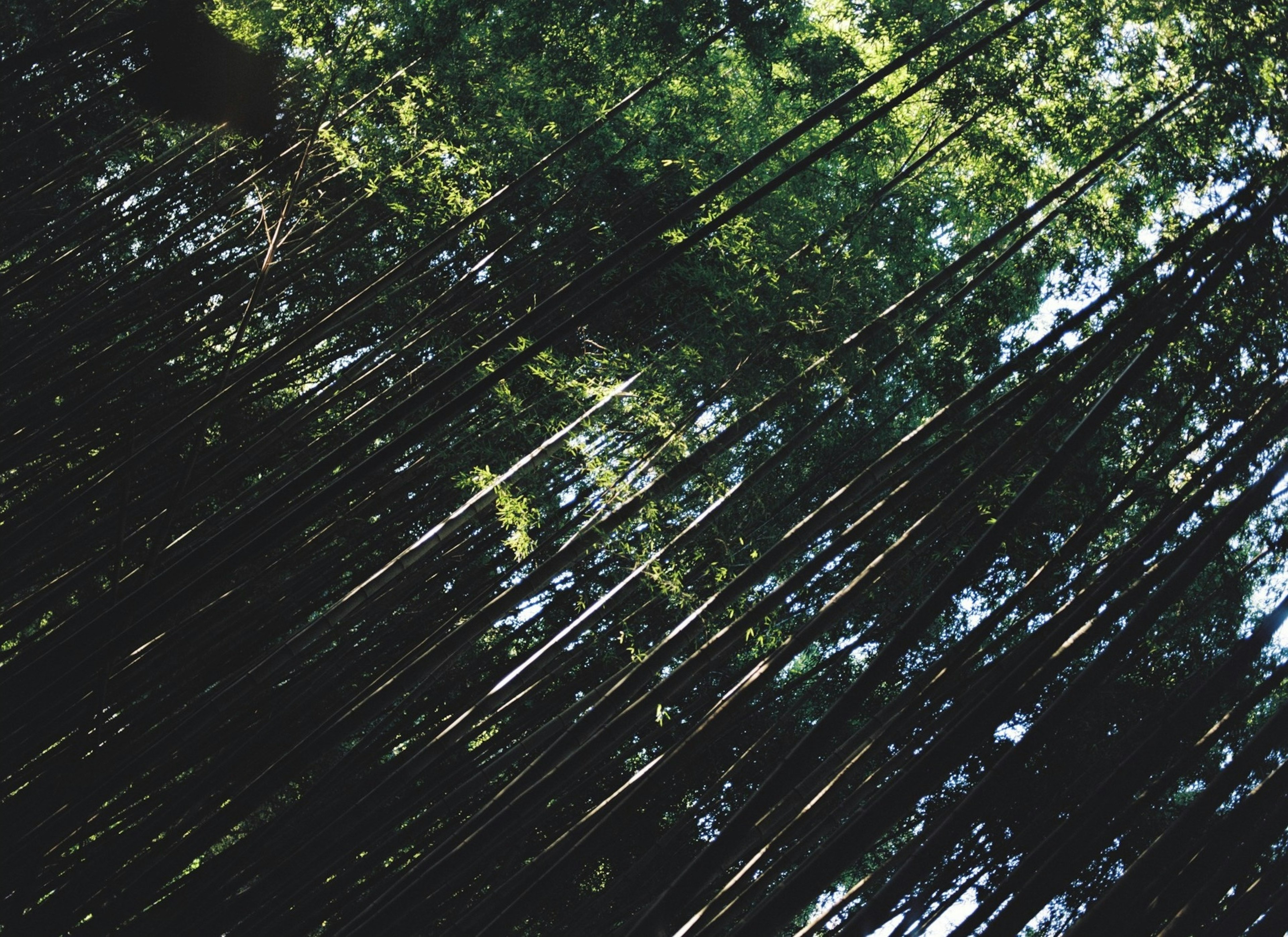 Lush bamboo forest viewed from above with sunlight filtering through