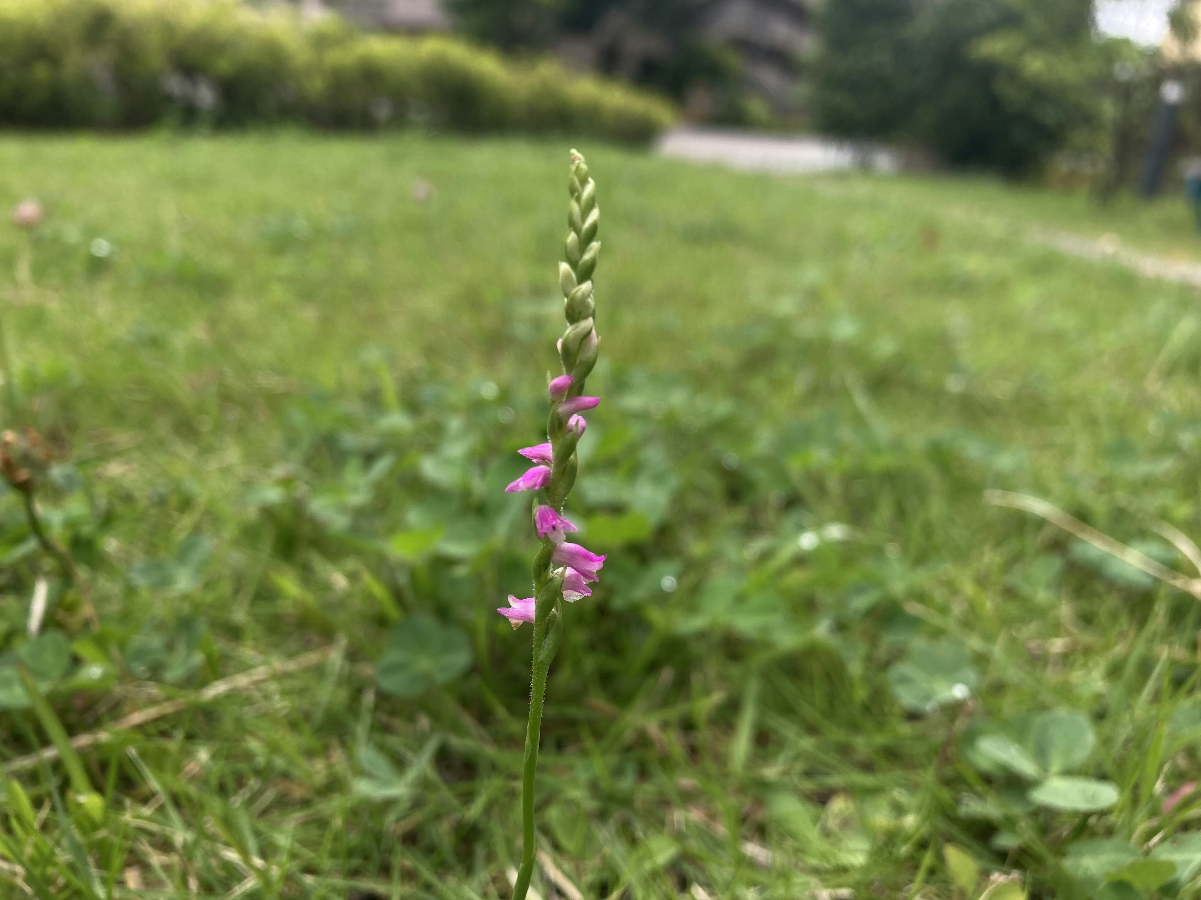 Eine kleine lila Blume blüht im grünen Gras