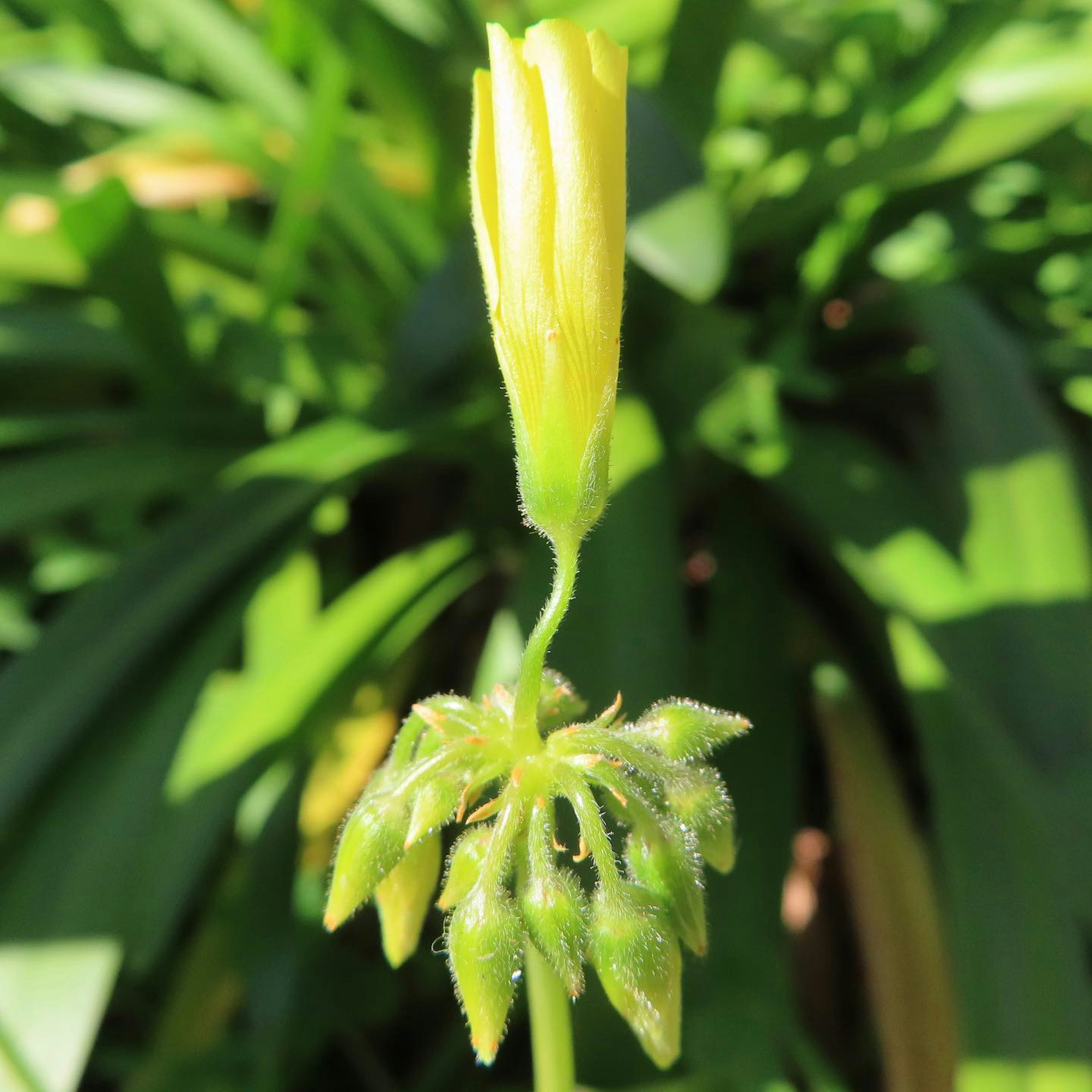 Yellow flower bud surrounded by green leaves