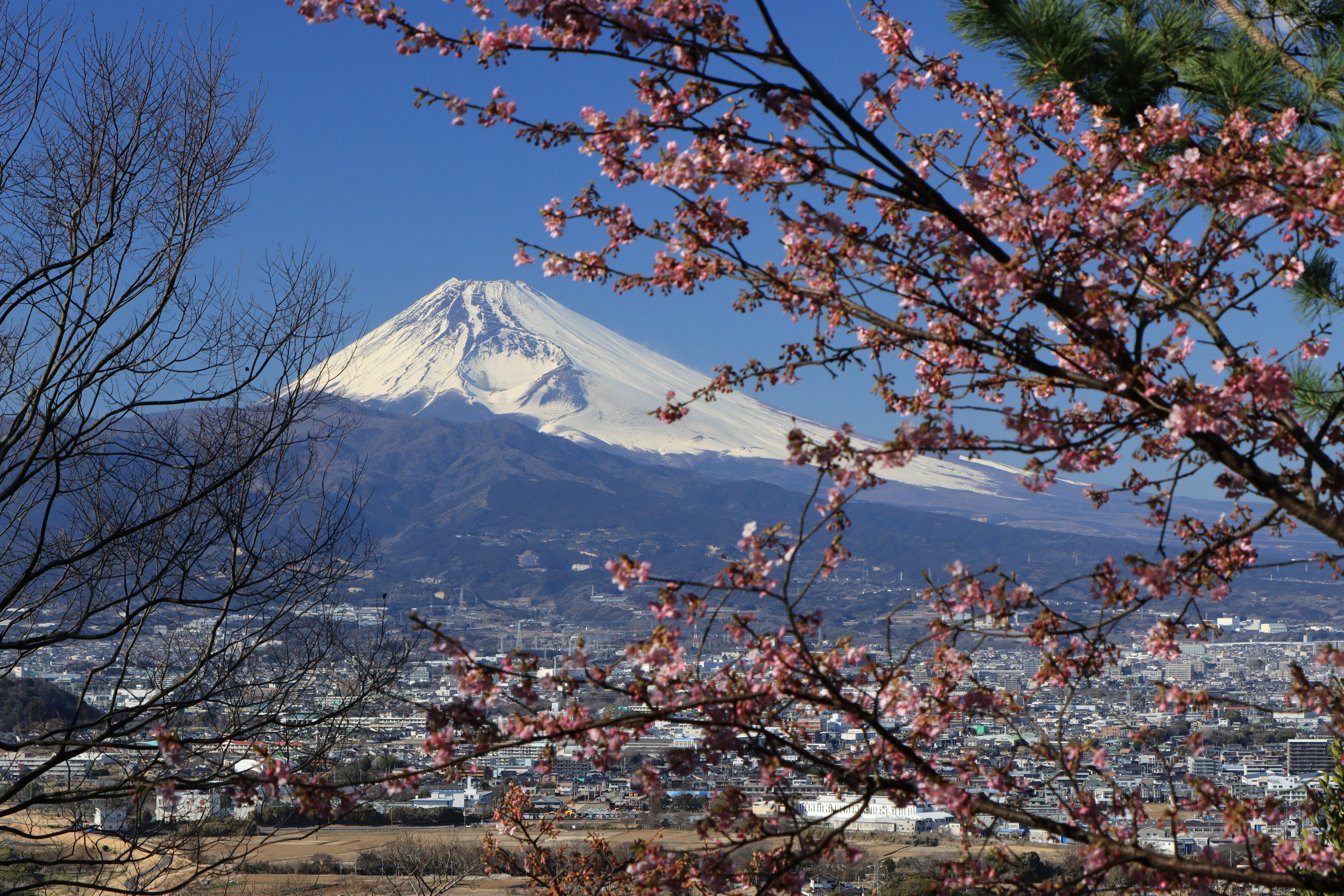 富士山与盛开的樱花景观