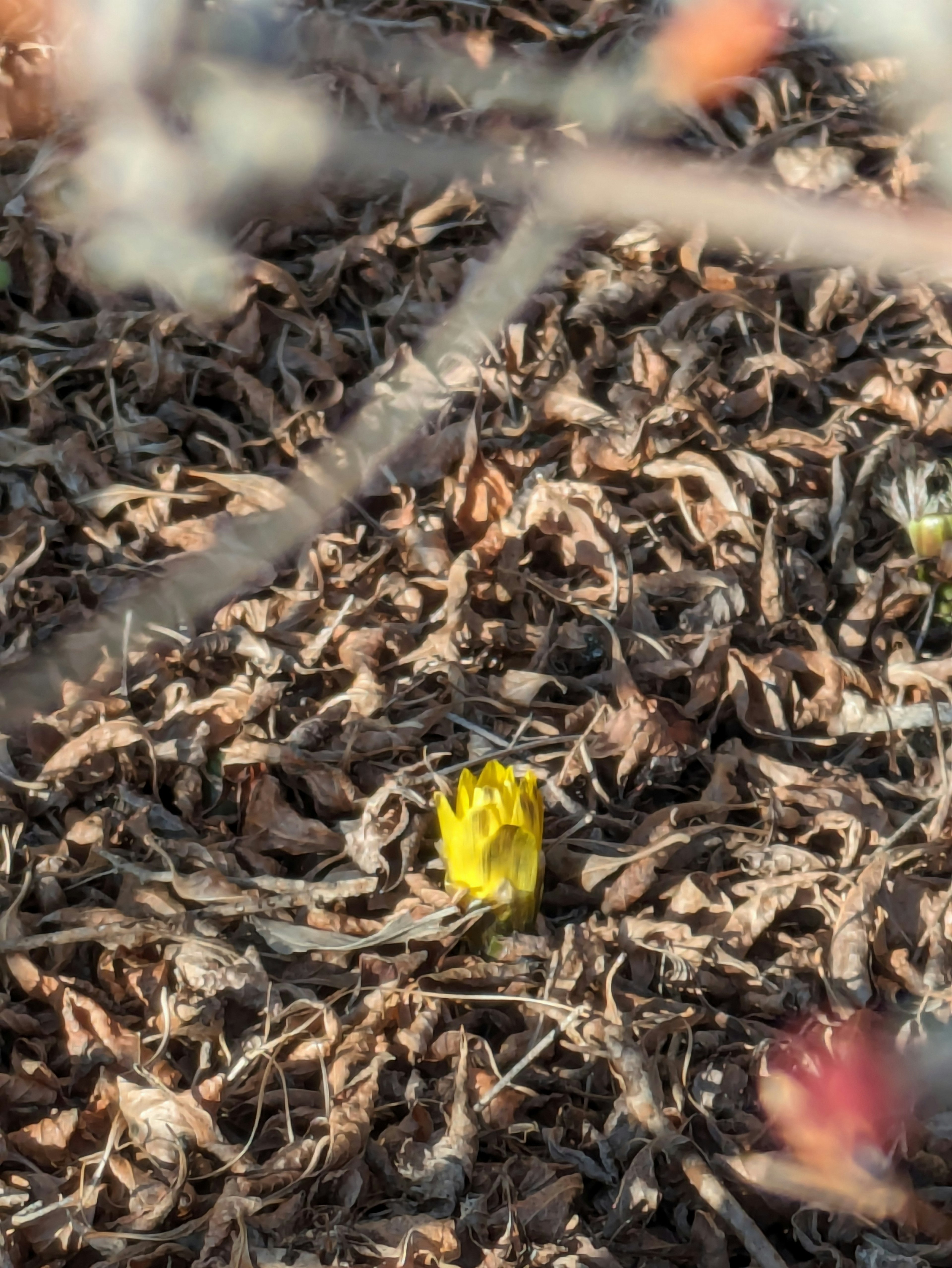 Un bouton de fleur jaune émergeant parmi des feuilles sèches