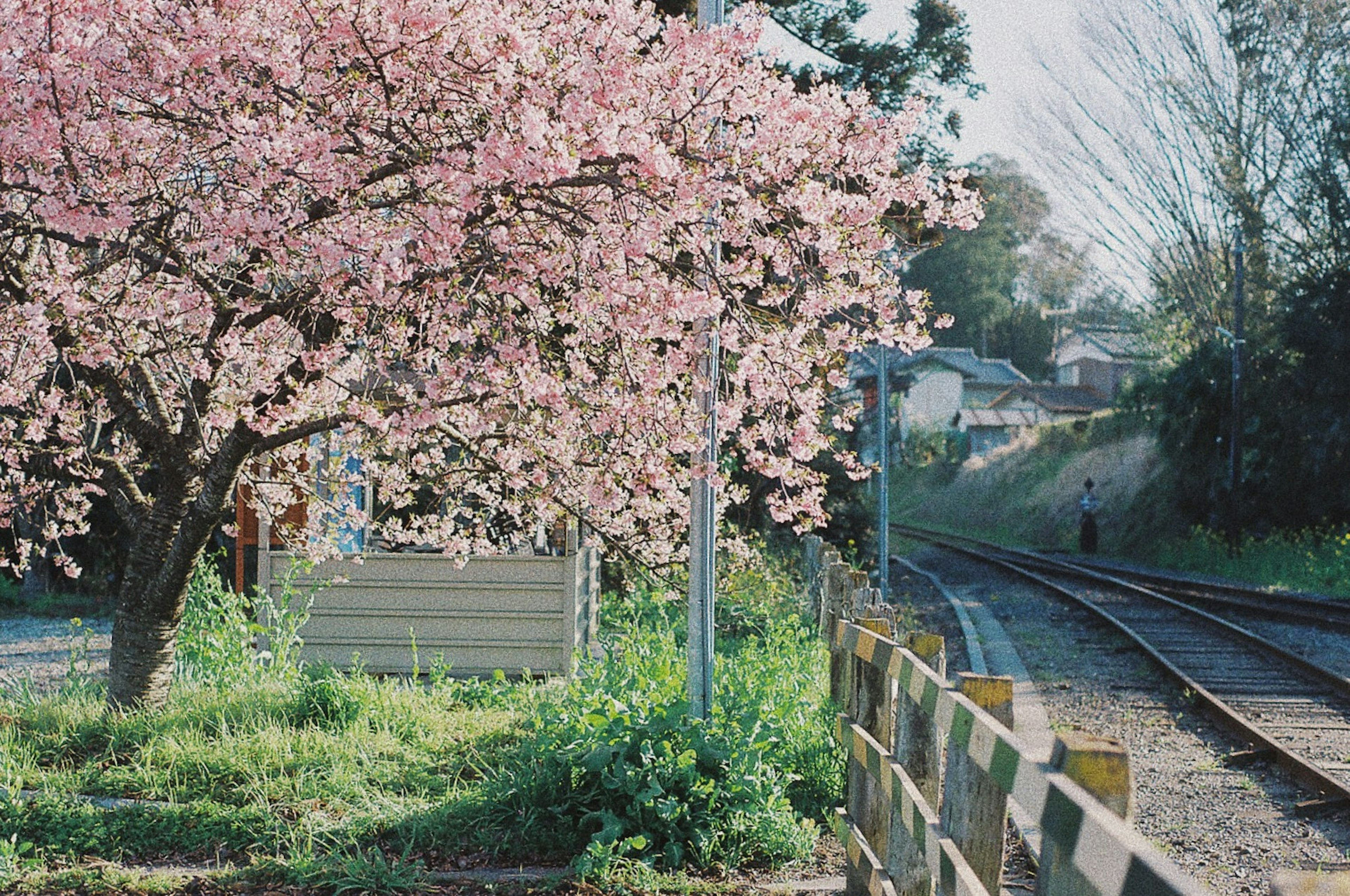 Pohon sakura yang mekar di samping rel kereta