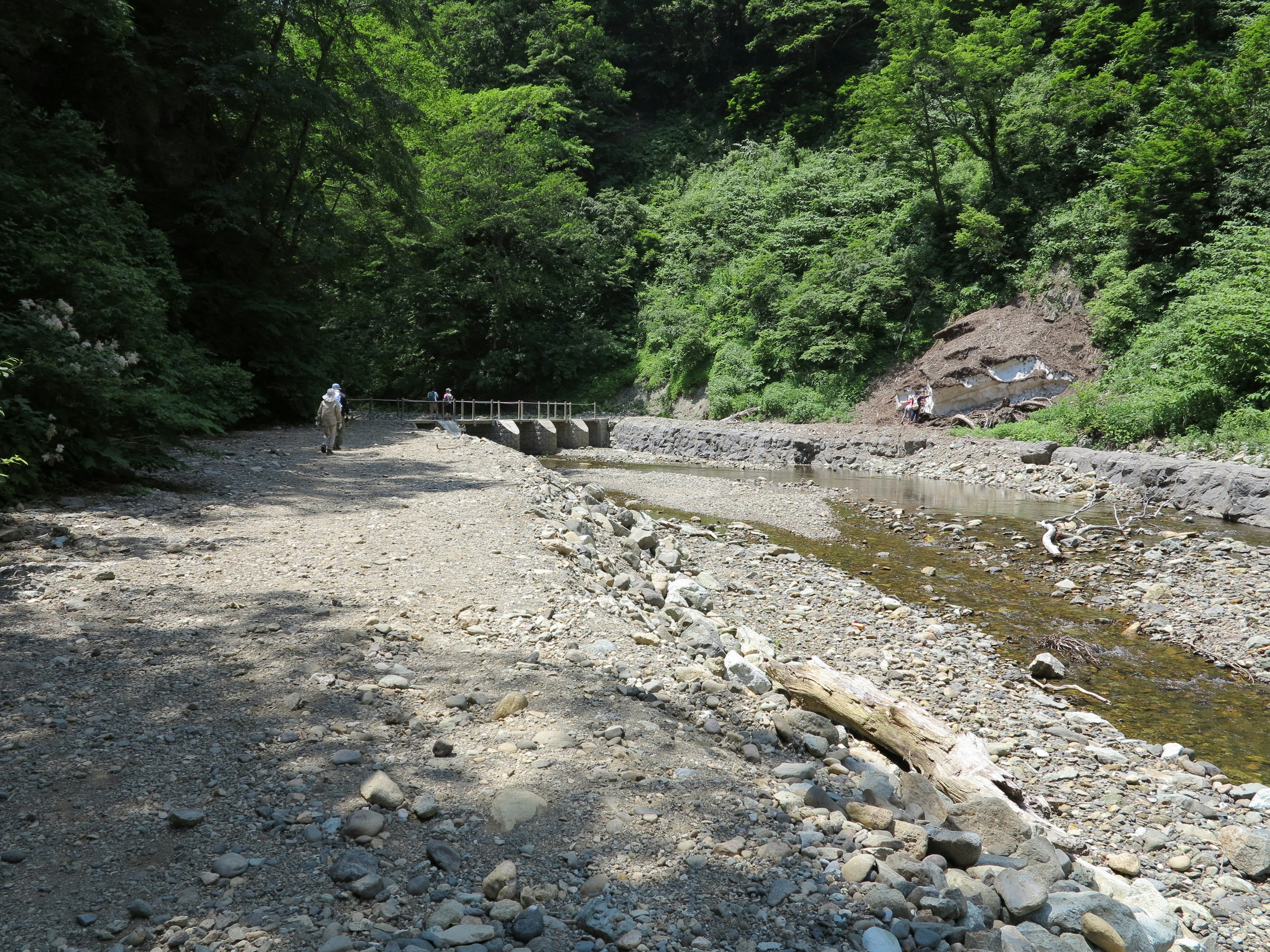 Vista panoramica del fiume circondata da vegetazione sentiero ghiaioso con rocce e tronchi