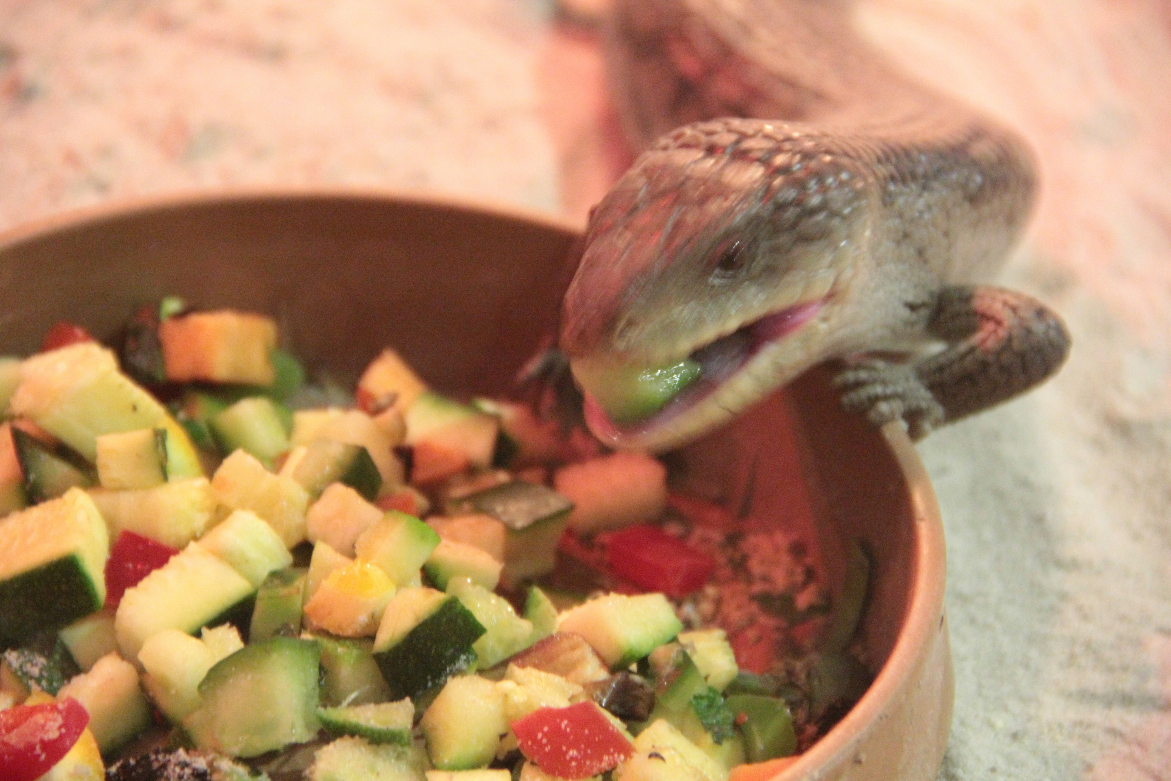 Lizard eating a colorful salad with various chopped vegetables