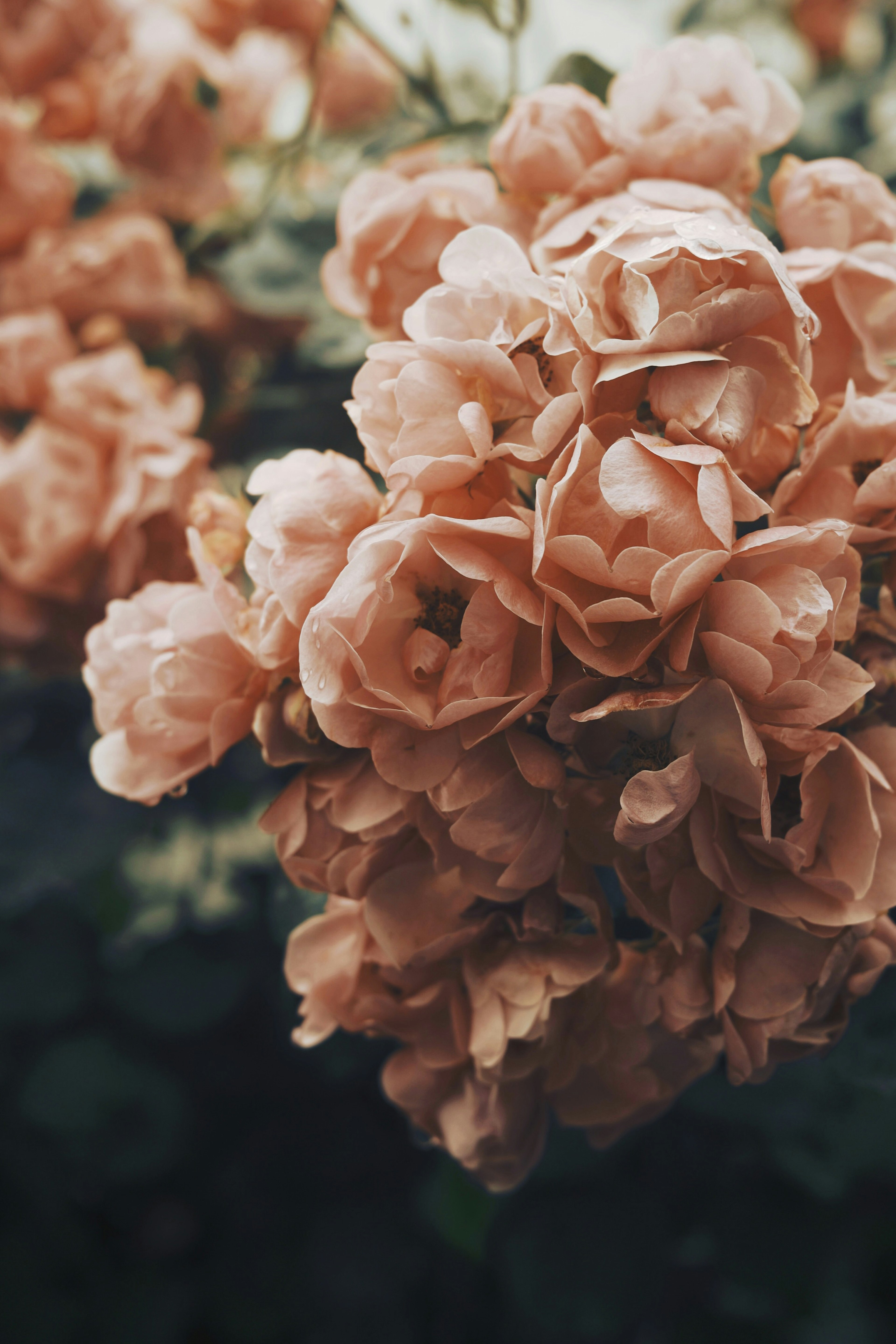 Un ramo de flores rosa suave contra un fondo verde