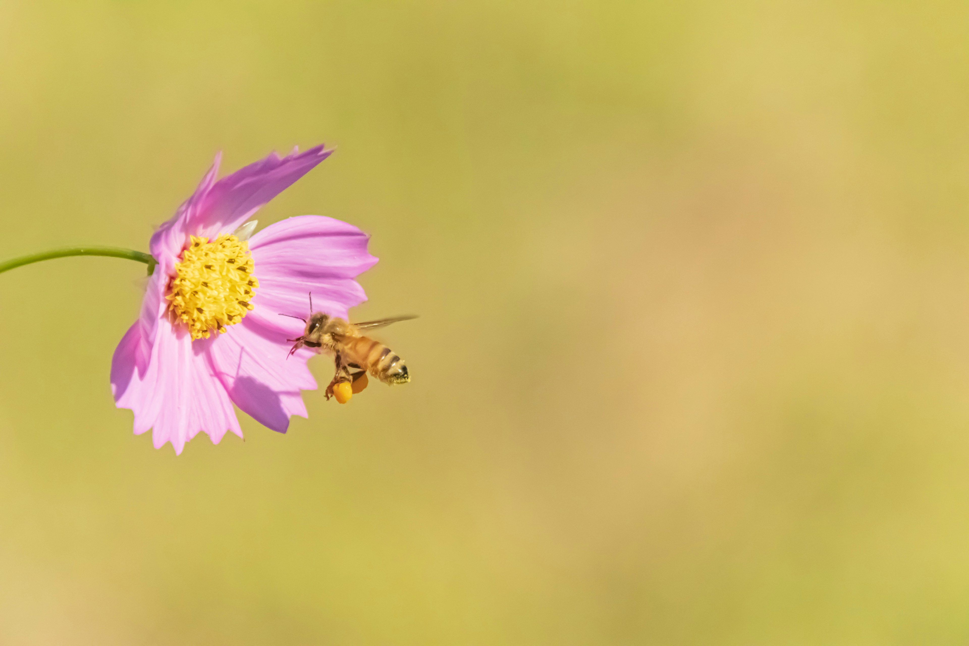 ピンクの花と蜜を吸う蜂のクローズアップ