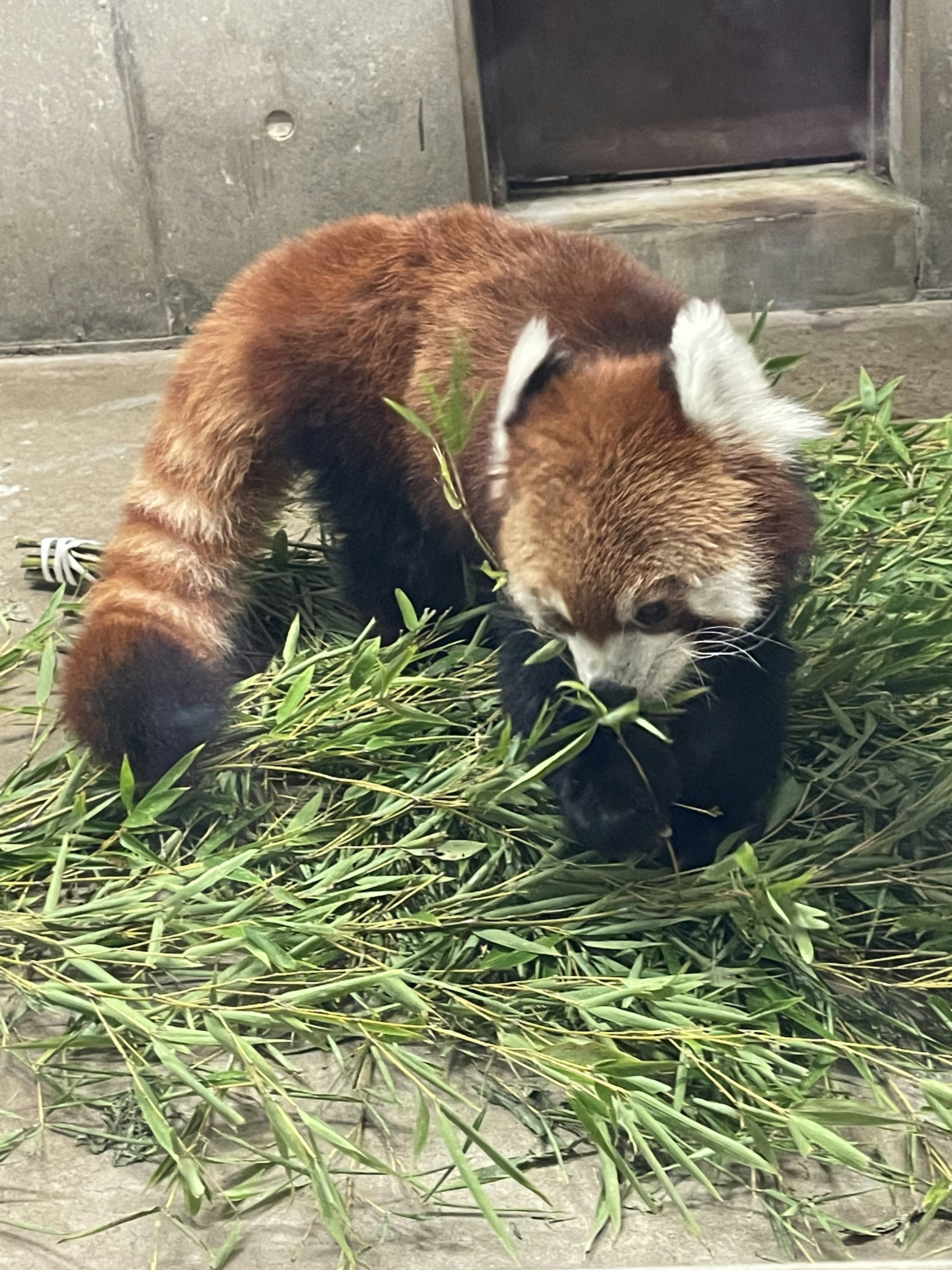 红熊猫在绿色植物中吃竹子