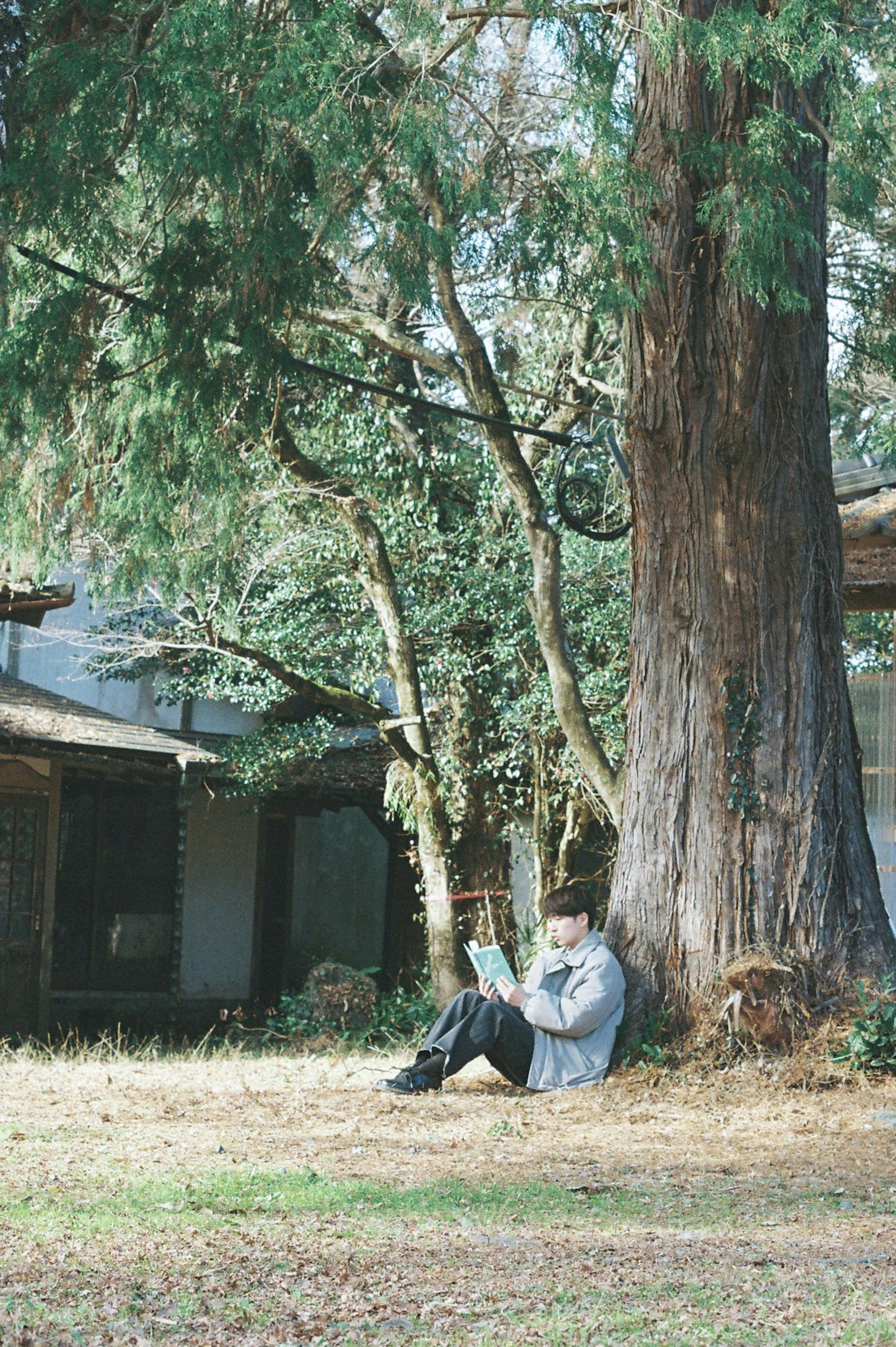 Una persona che legge un libro sotto un grande albero