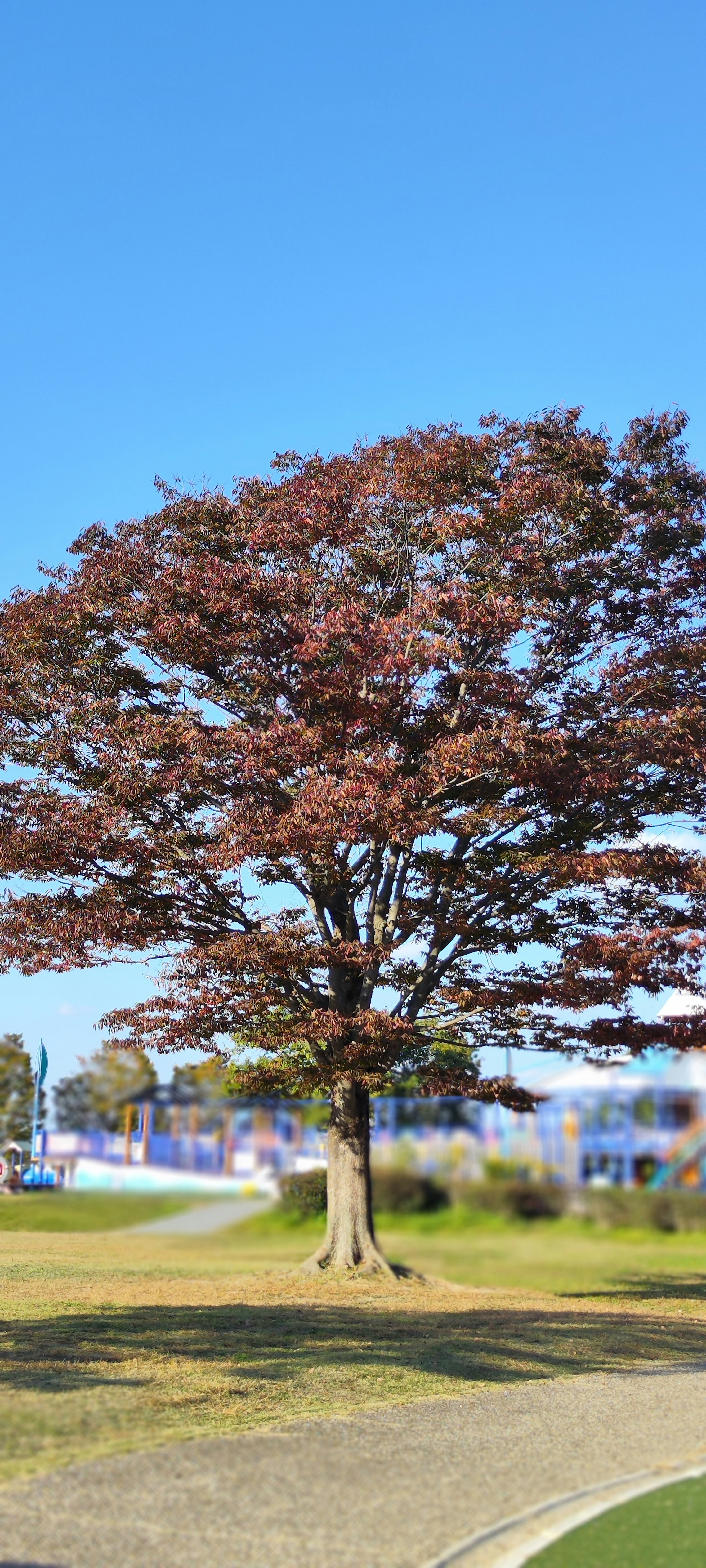 Baum mit roten Blättern unter einem klaren blauen Himmel und grünem Gras