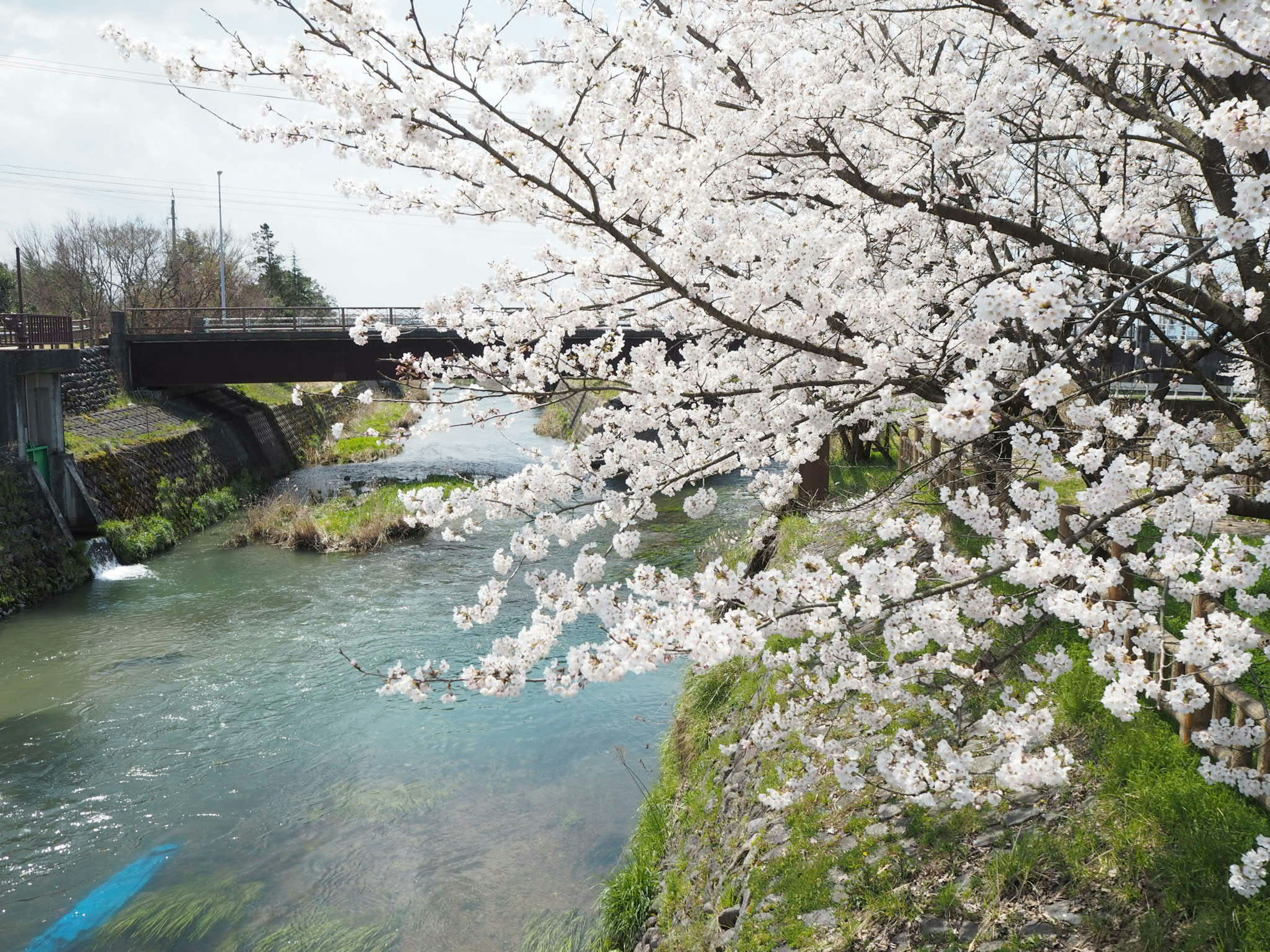 Kirschblütenbäume über einem Fluss mit einer Brücke im Hintergrund