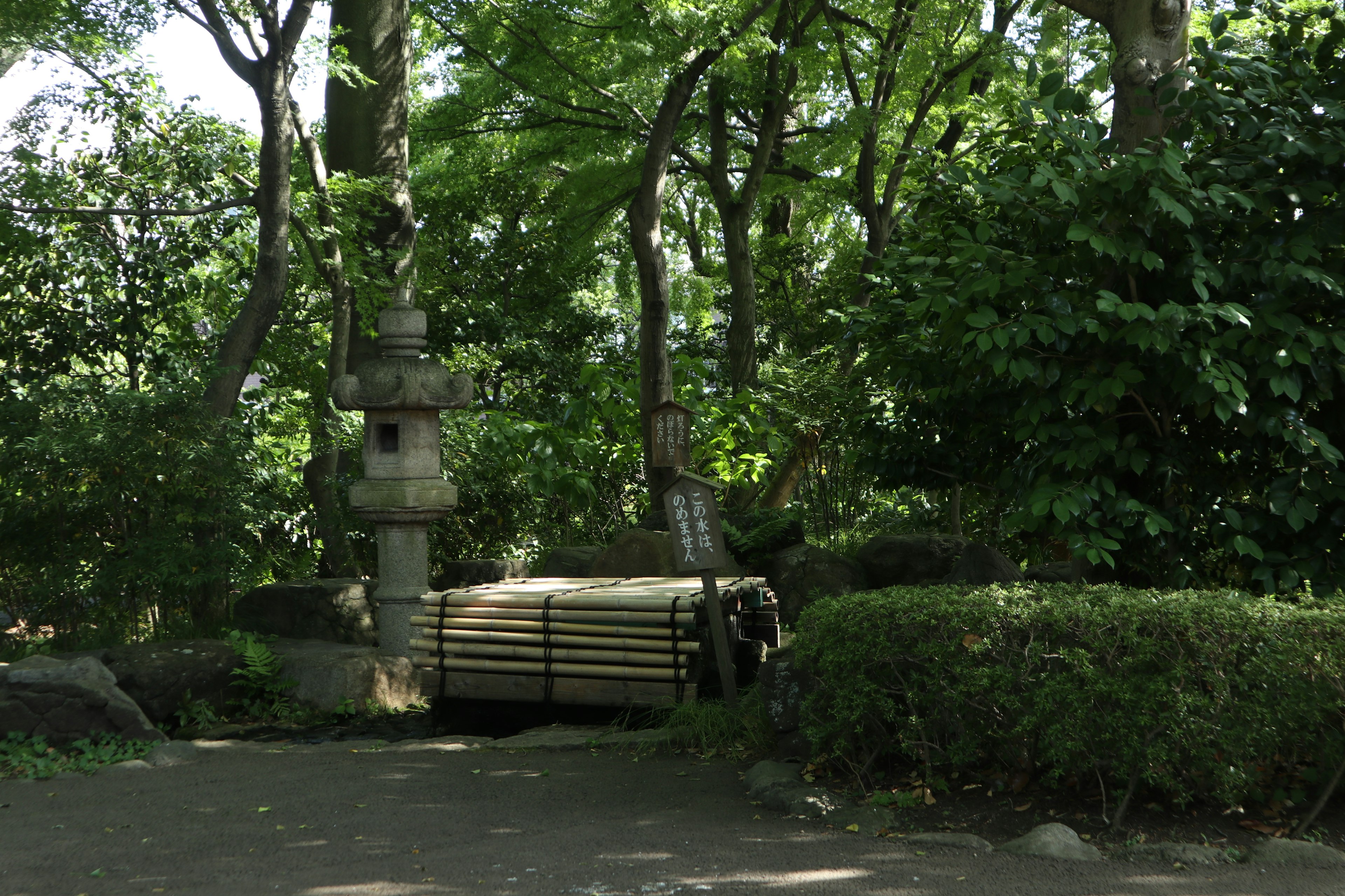 Holzbank umgeben von üppigem Grün in einem Park