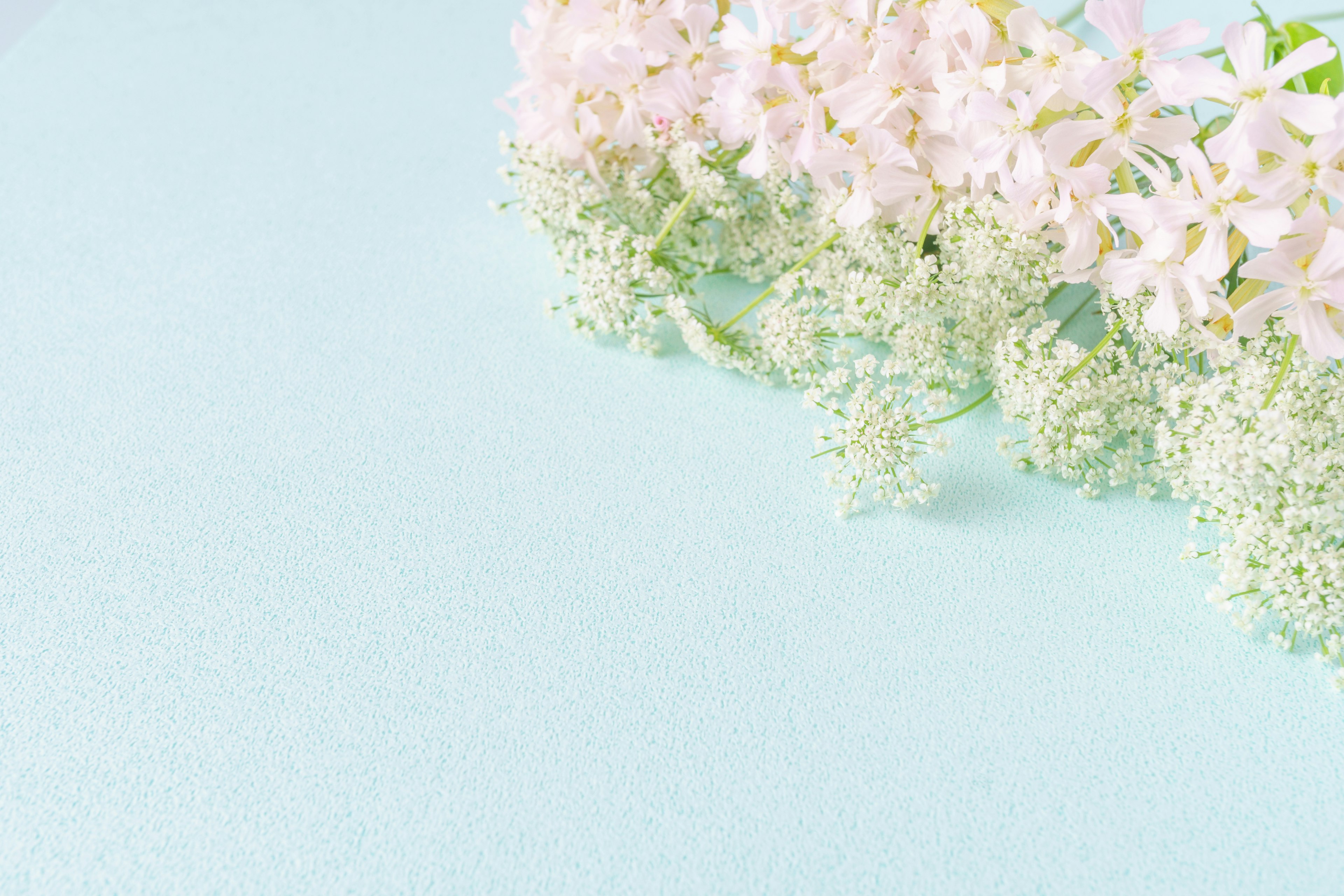 Simple design featuring white flowers on a light blue background