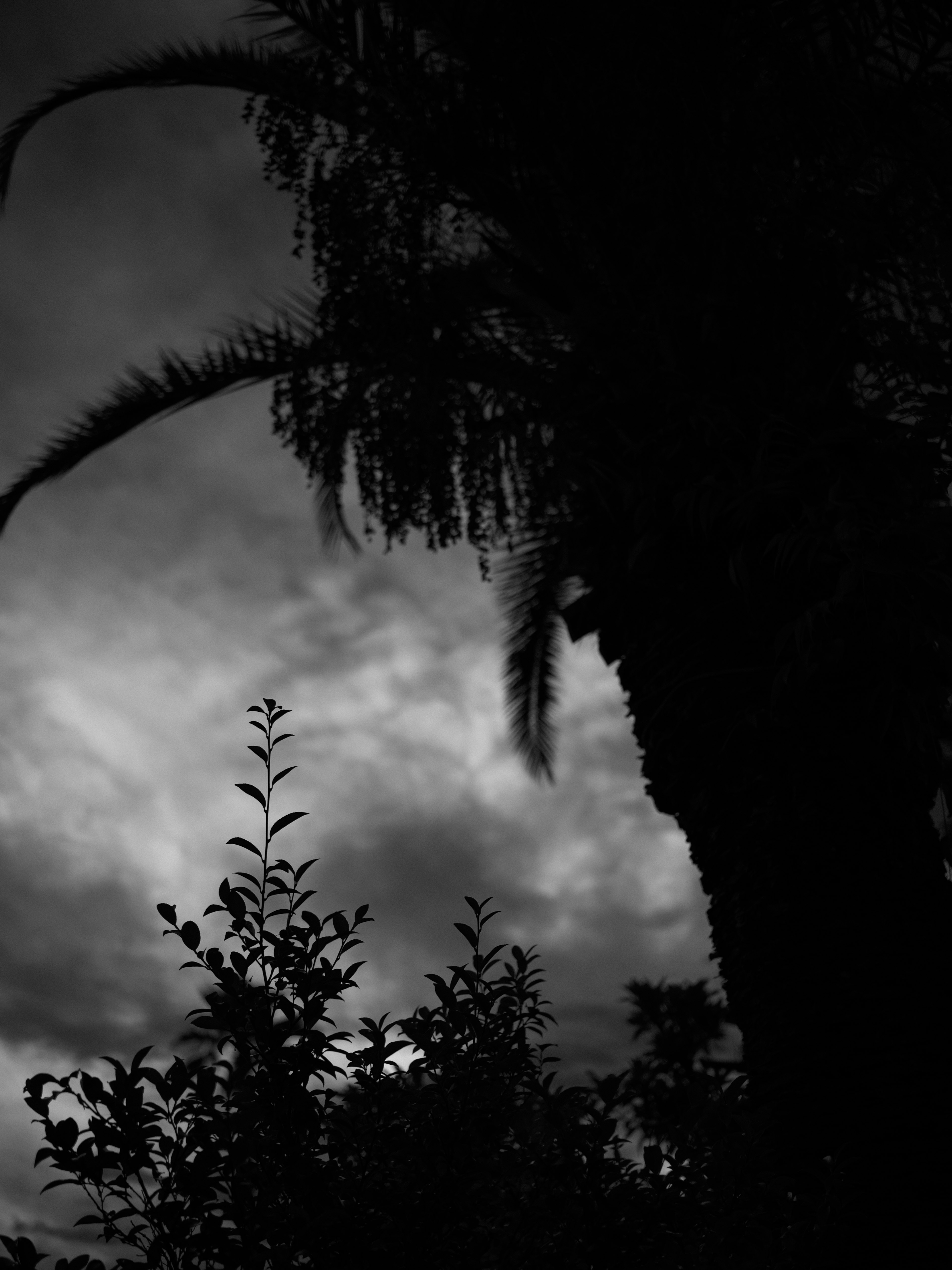 Silhouette of a palm tree against a dark cloudy sky