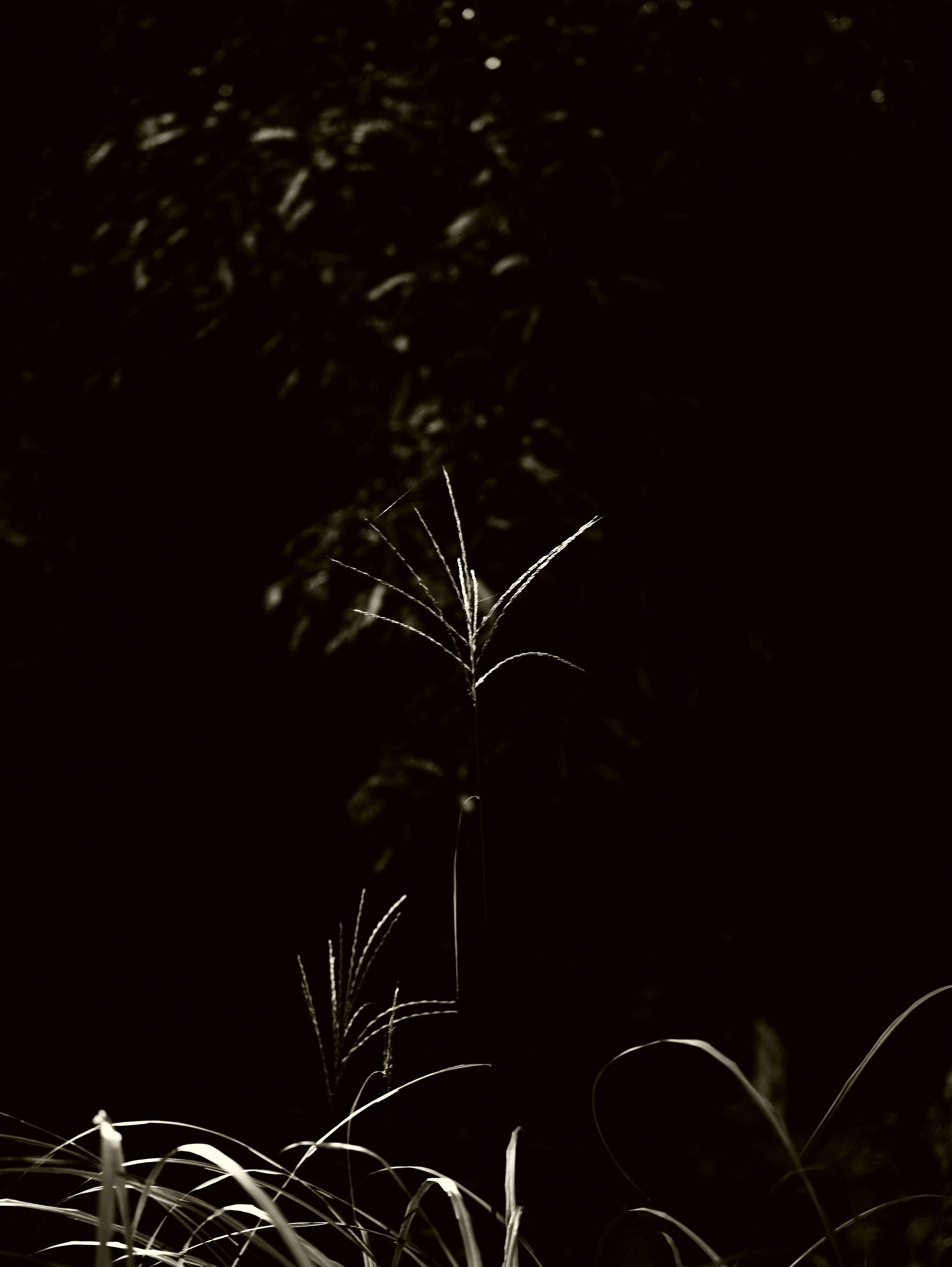 Silhouette von Gras vor dunklem Hintergrund